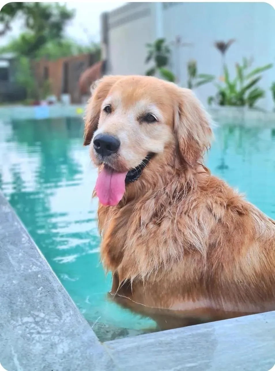 Pets in 148 Guesthouse and Resort