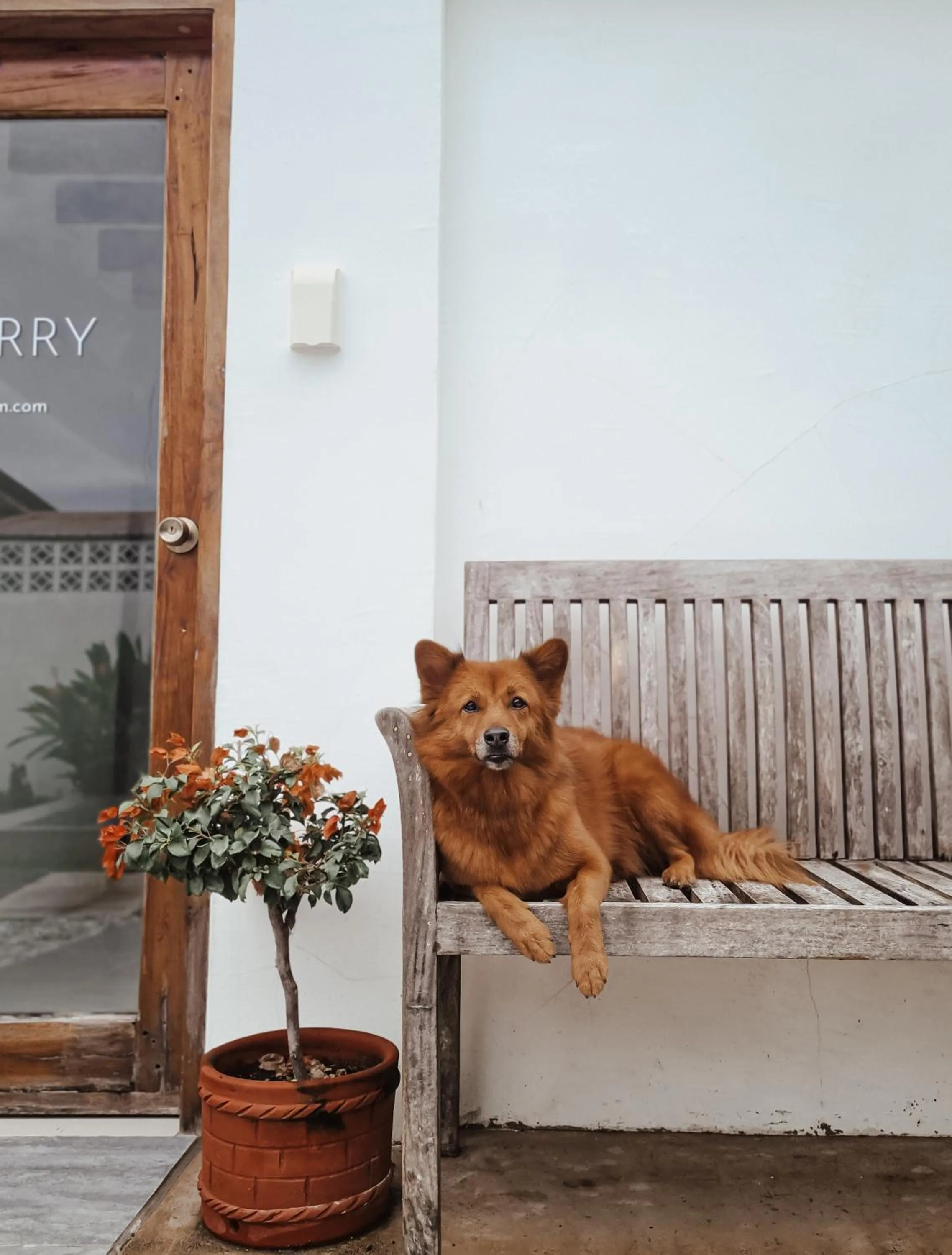 Pets in 148 Guesthouse and Resort