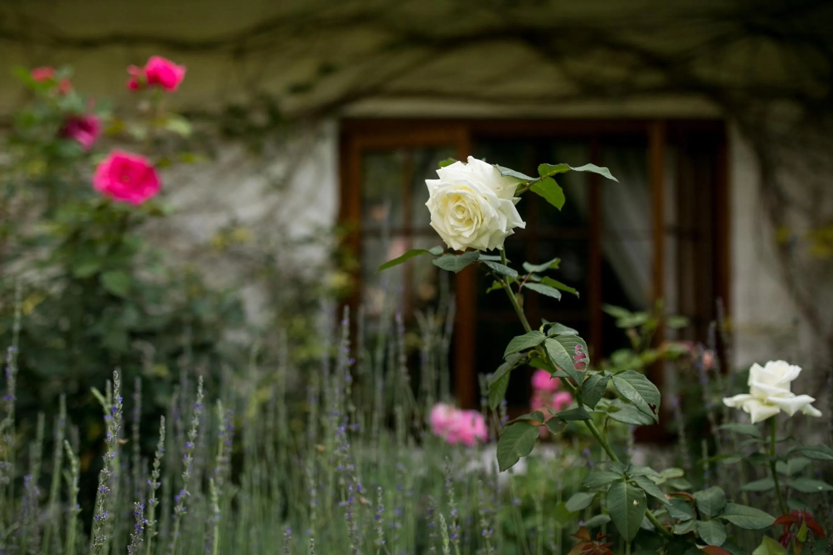 Other in Grace Guest House