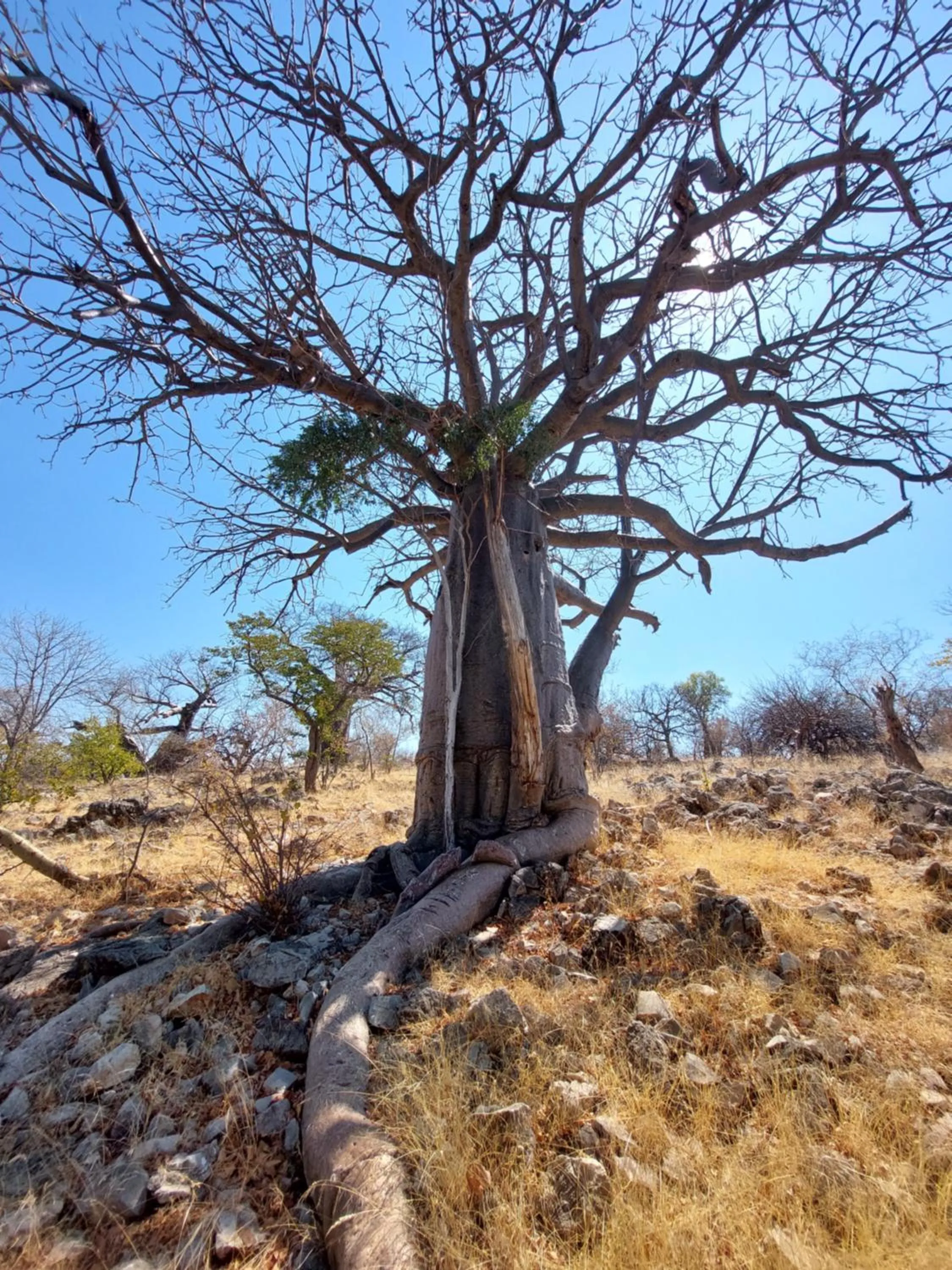 Natural landscape in Opuwo Country Lodge