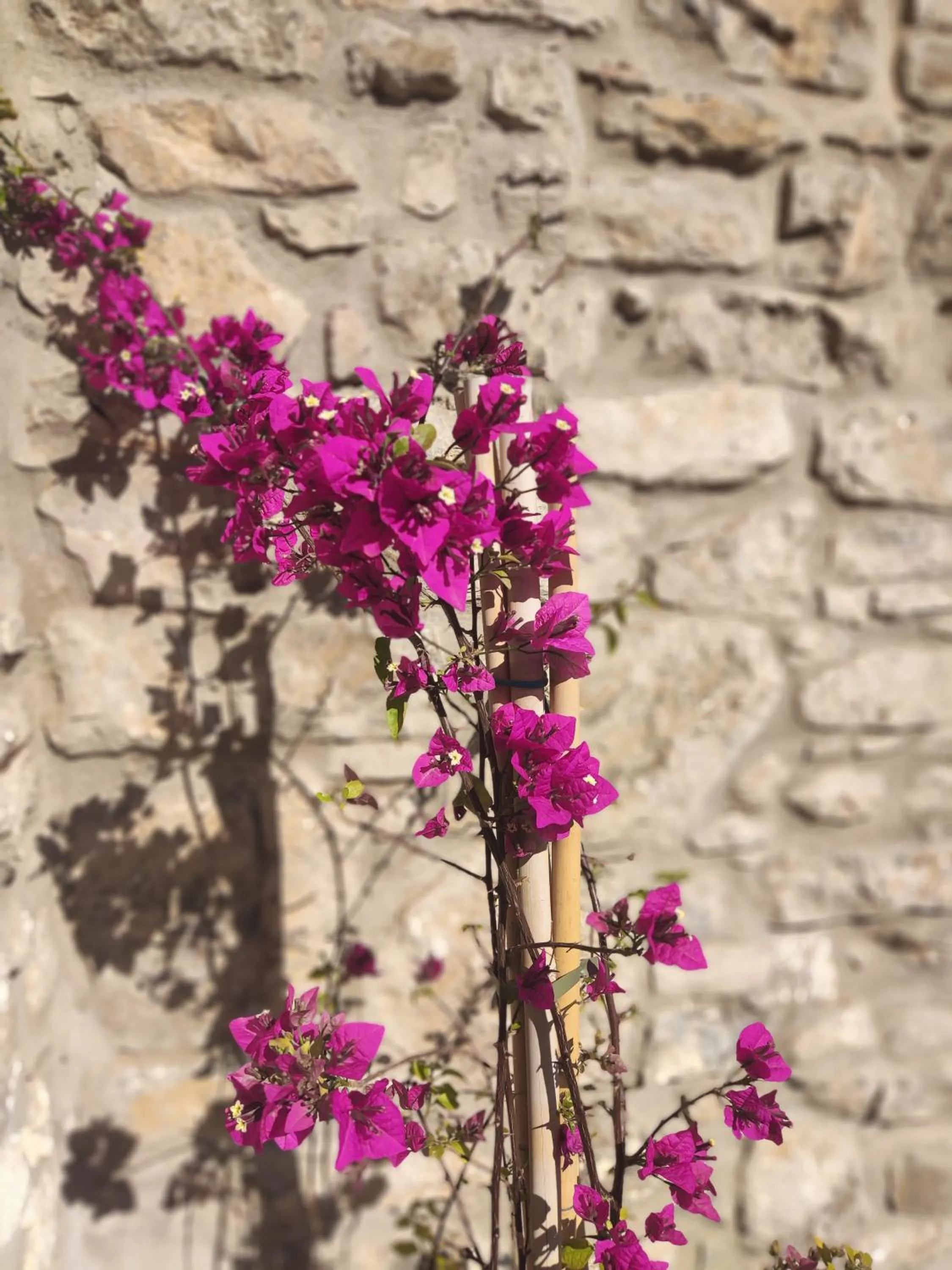 Day in Pyrgi Cretan Living & Spa