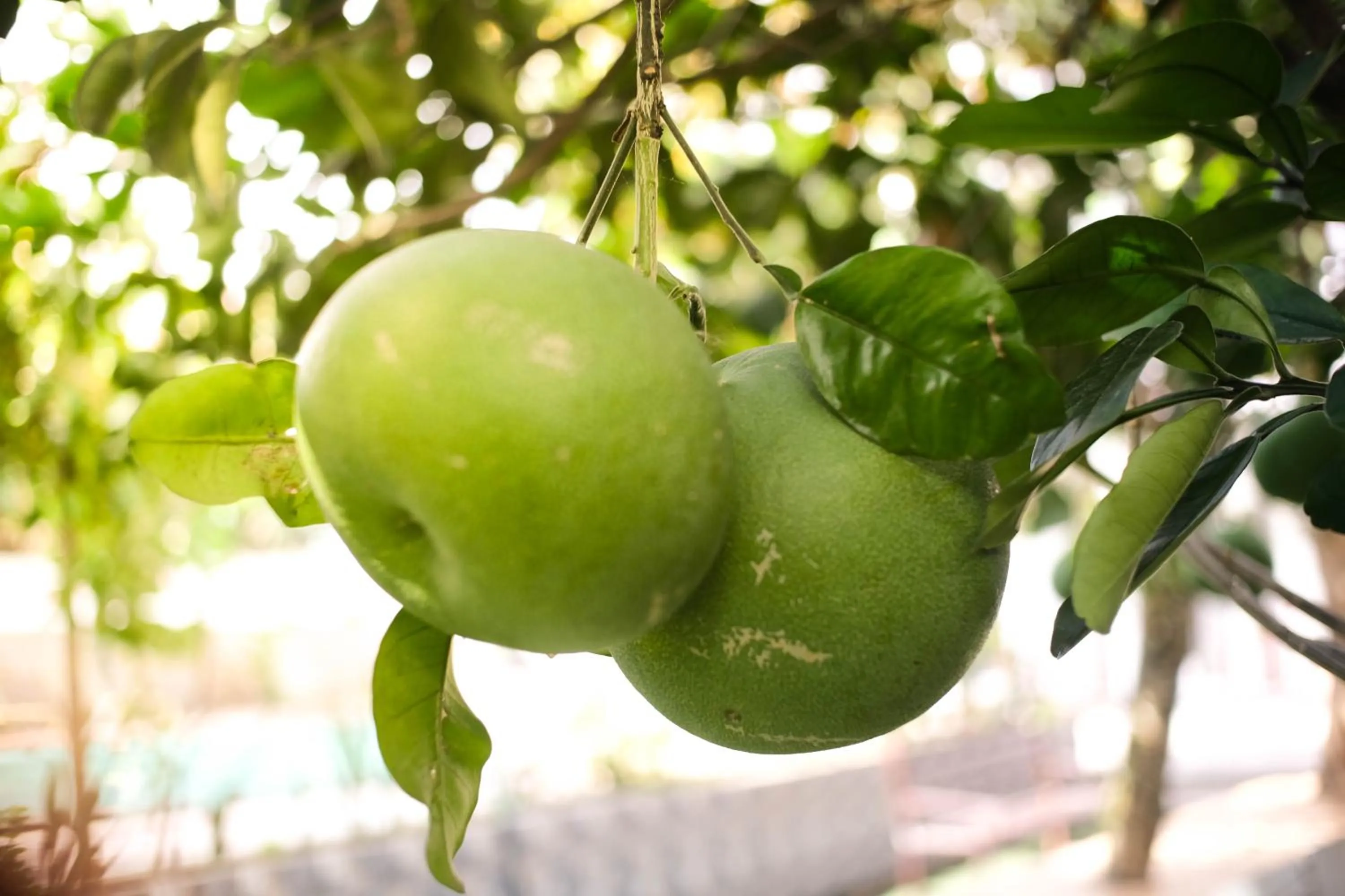 Restaurant/places to eat in Paradise Hotel Hoi An