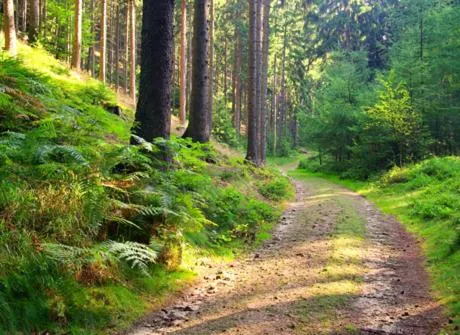 Hiking in Hotel Montagne