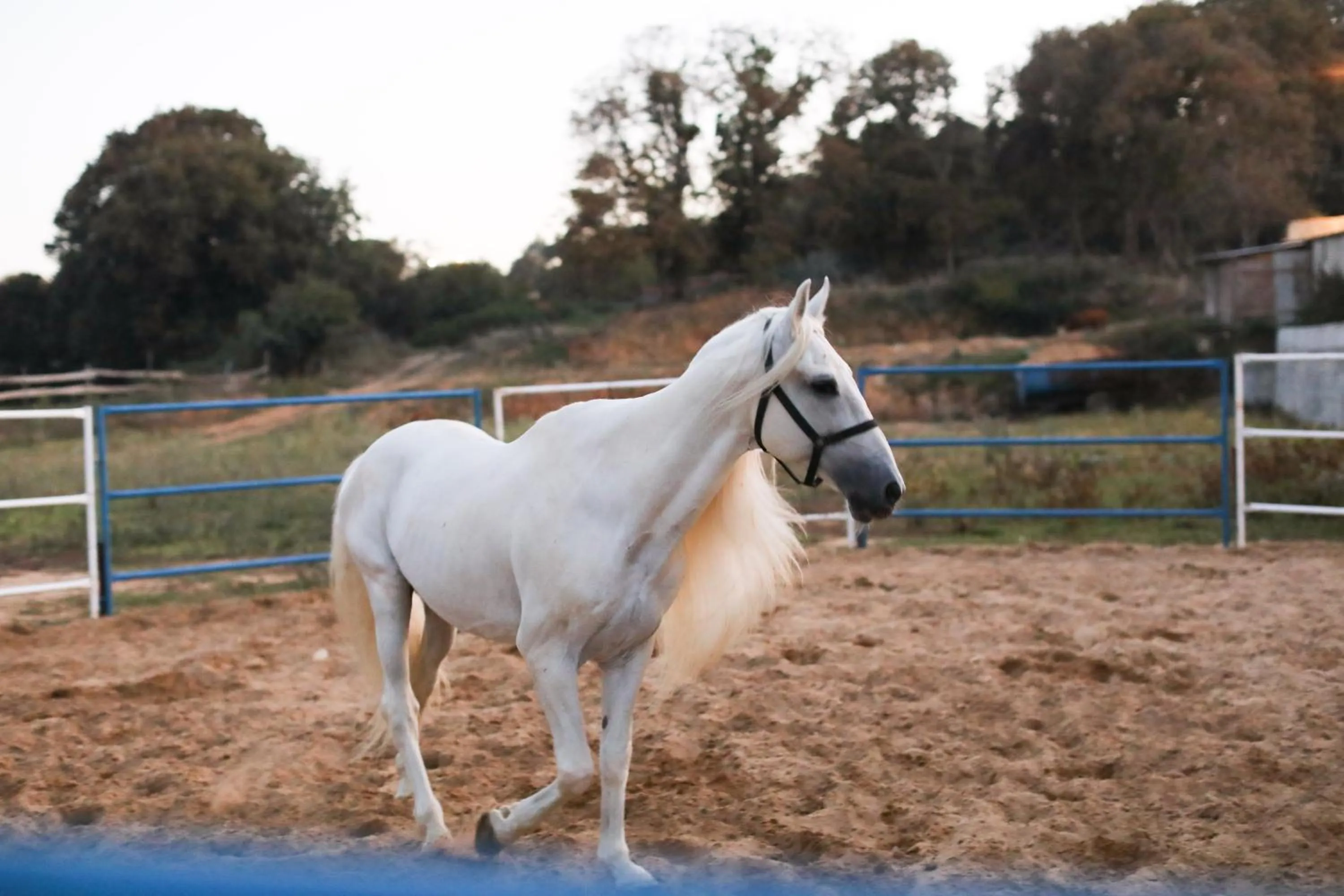 Horse-riding in MAVİ AT HOTEL Blue Horse