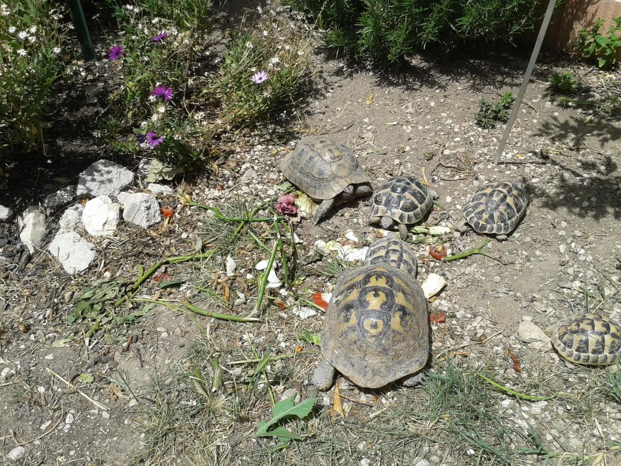 Pets in B&B Le Clos des Cigales