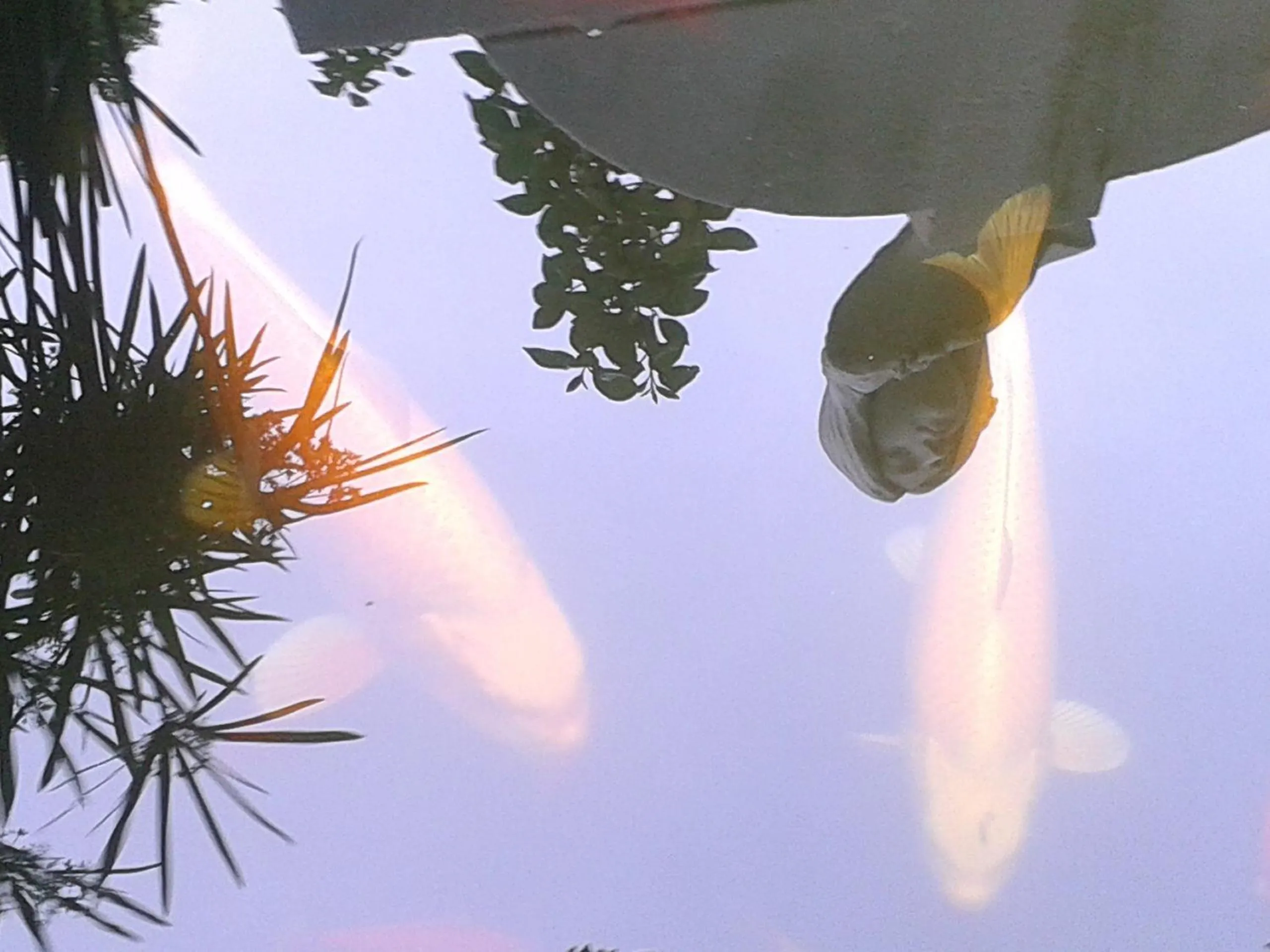 Garden in B&B Le Clos des Cigales