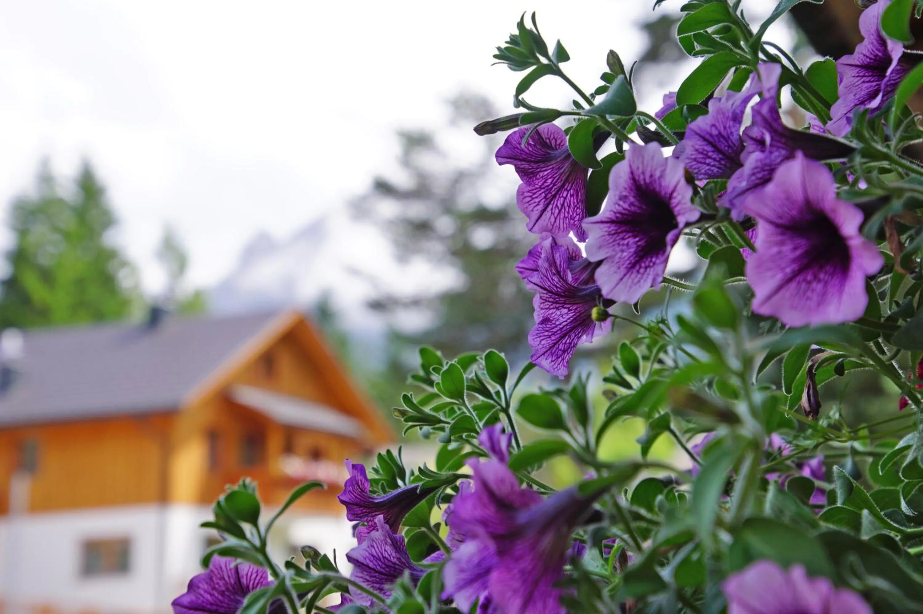 Facade/entrance in Pension Arnica B&B