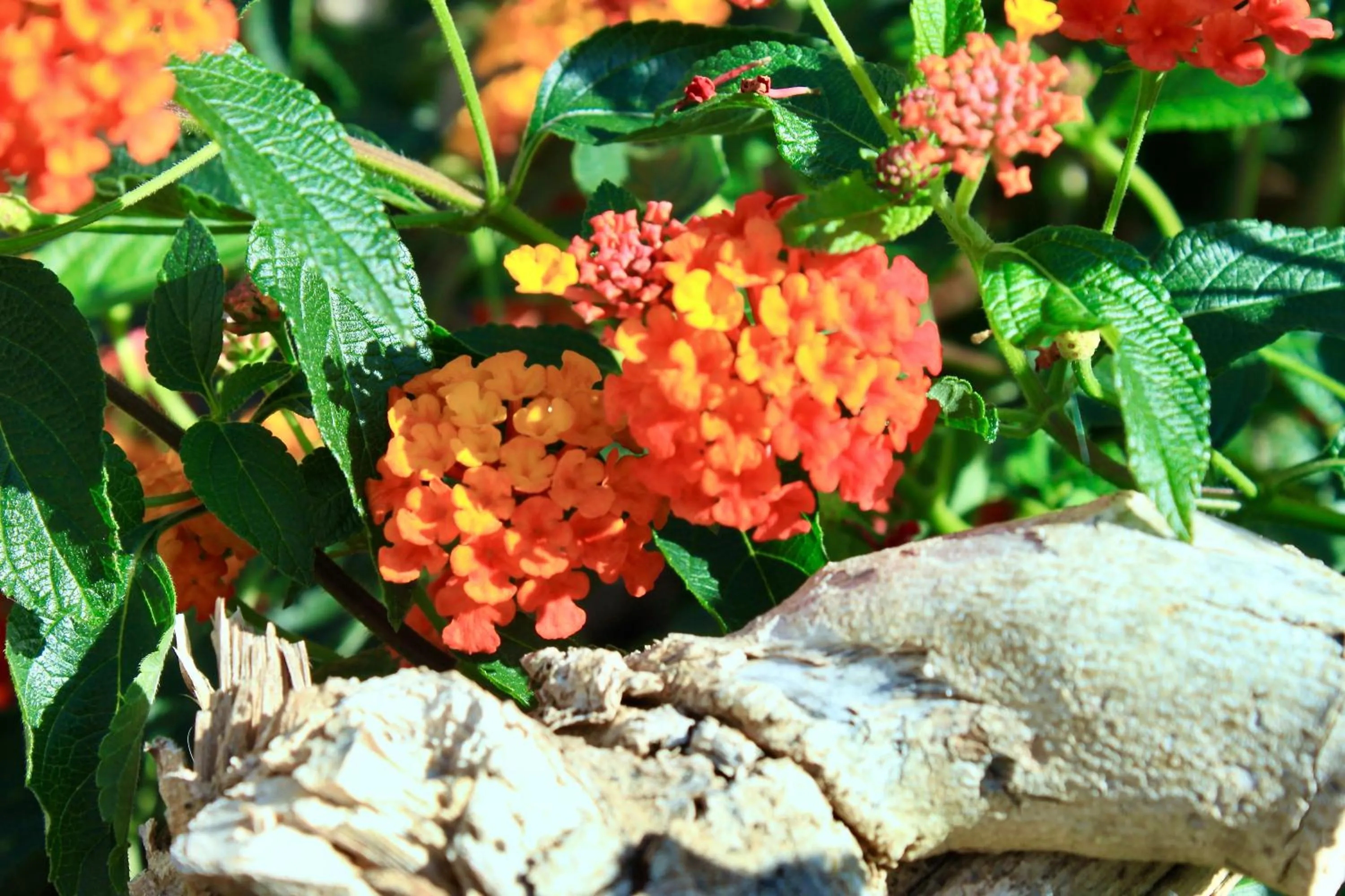 Garden in Casona Molinos del Agua
