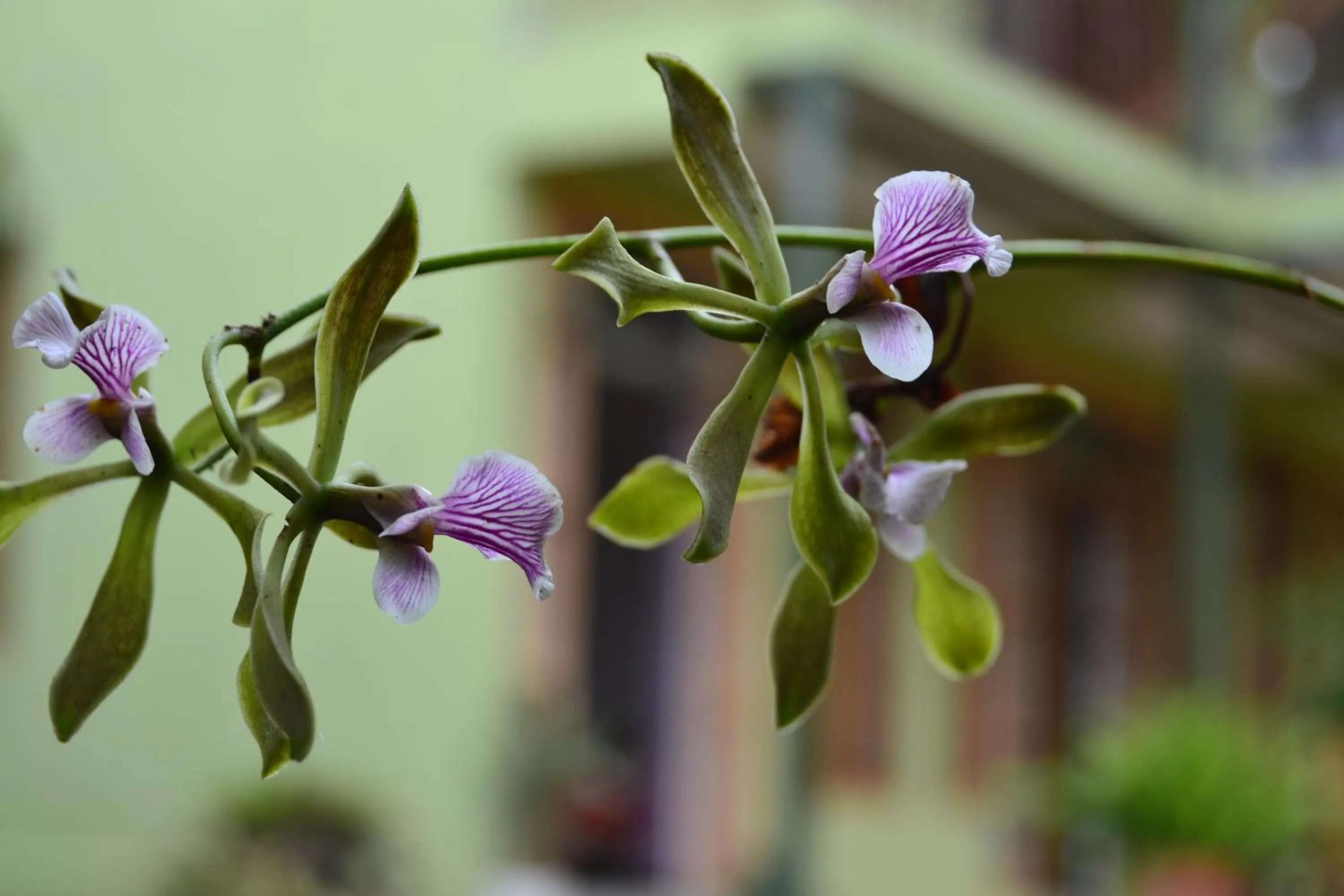 Garden in Posada Las Bromelias
