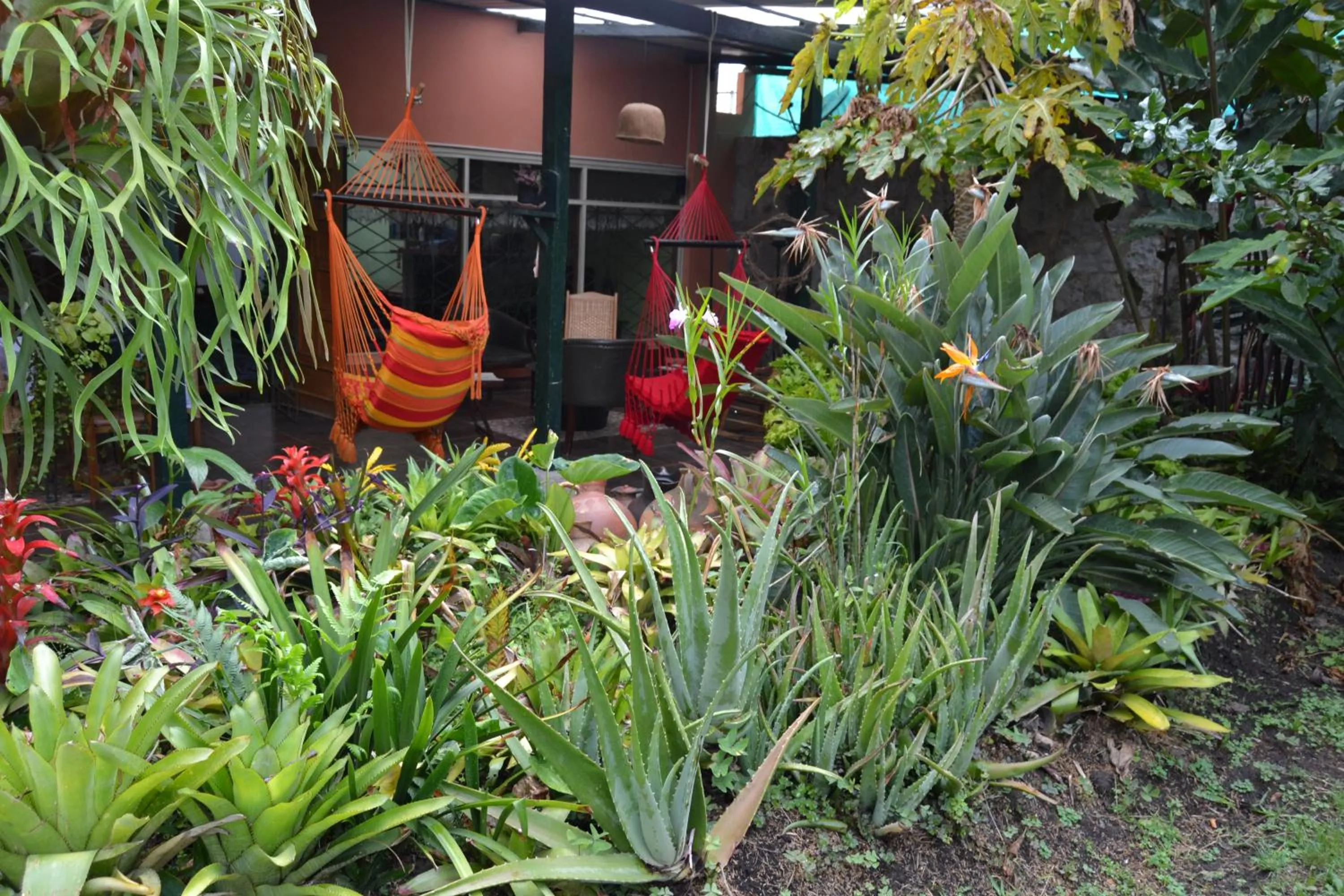 Garden in Posada Las Bromelias