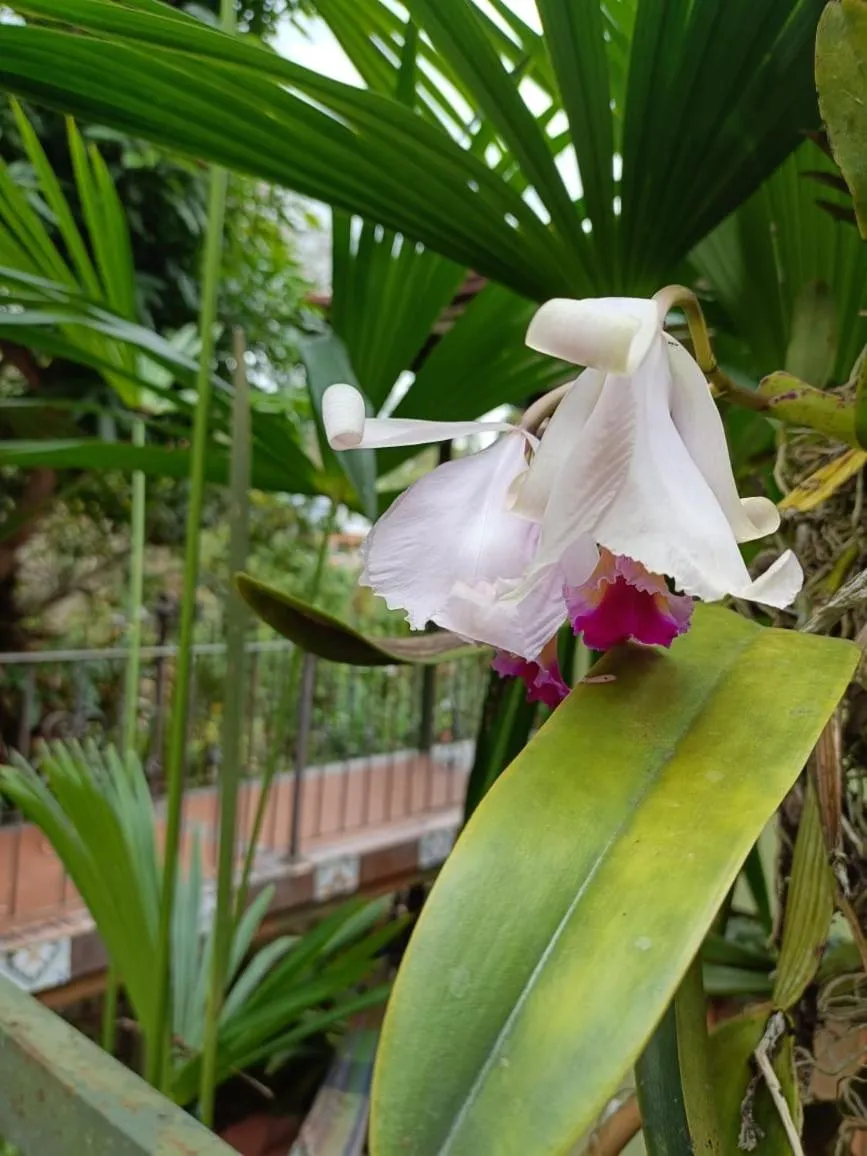 Posada Las Bromelias