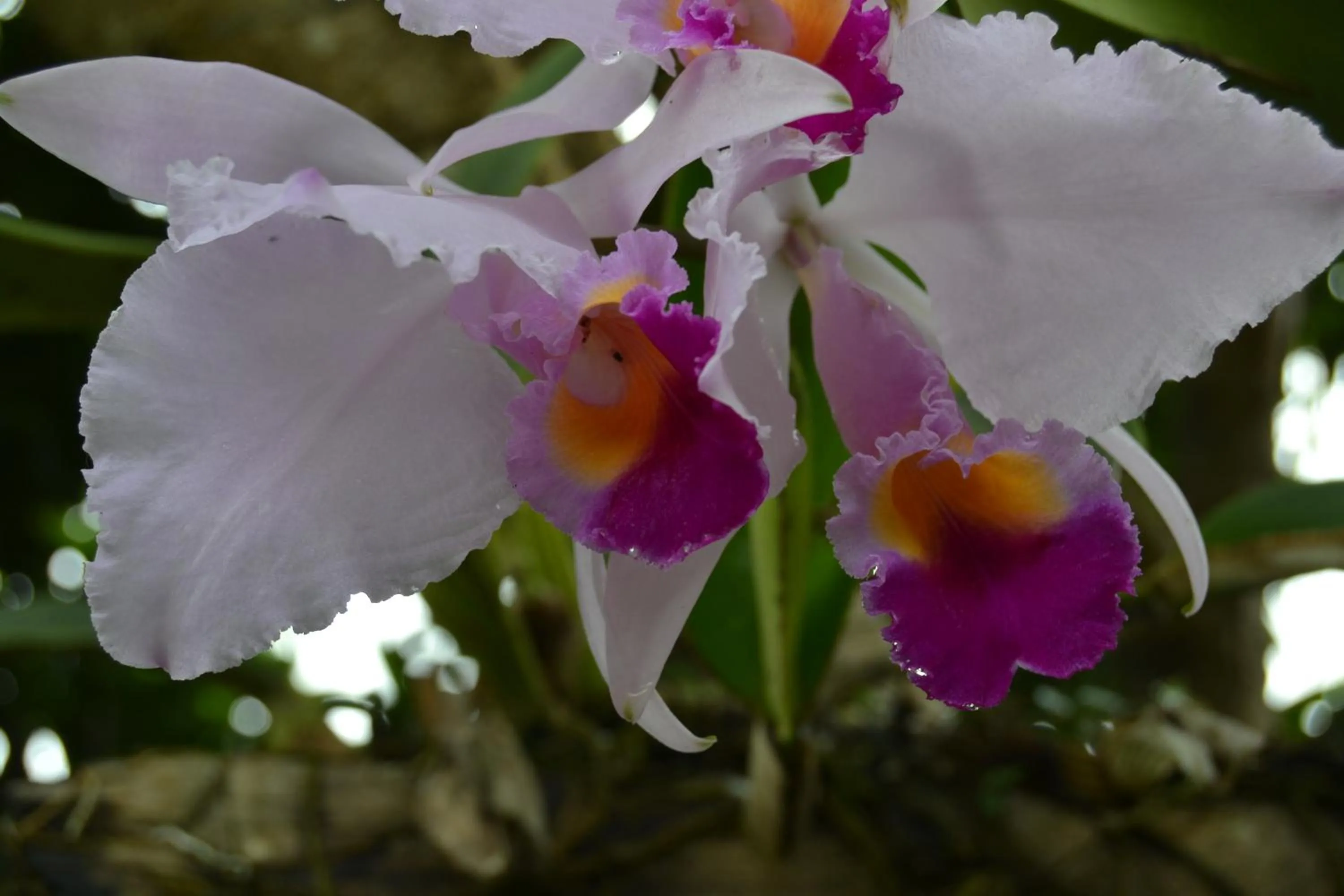 Garden in Posada Las Bromelias