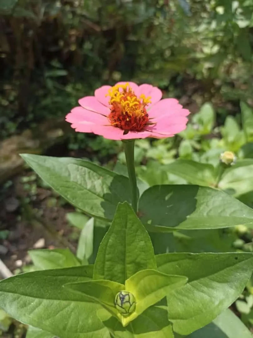 Posada Las Bromelias