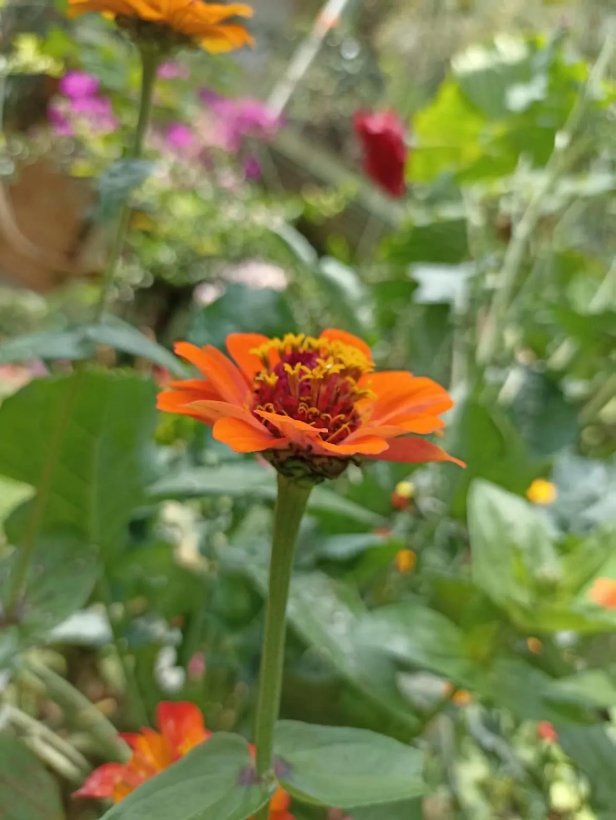 Posada Las Bromelias