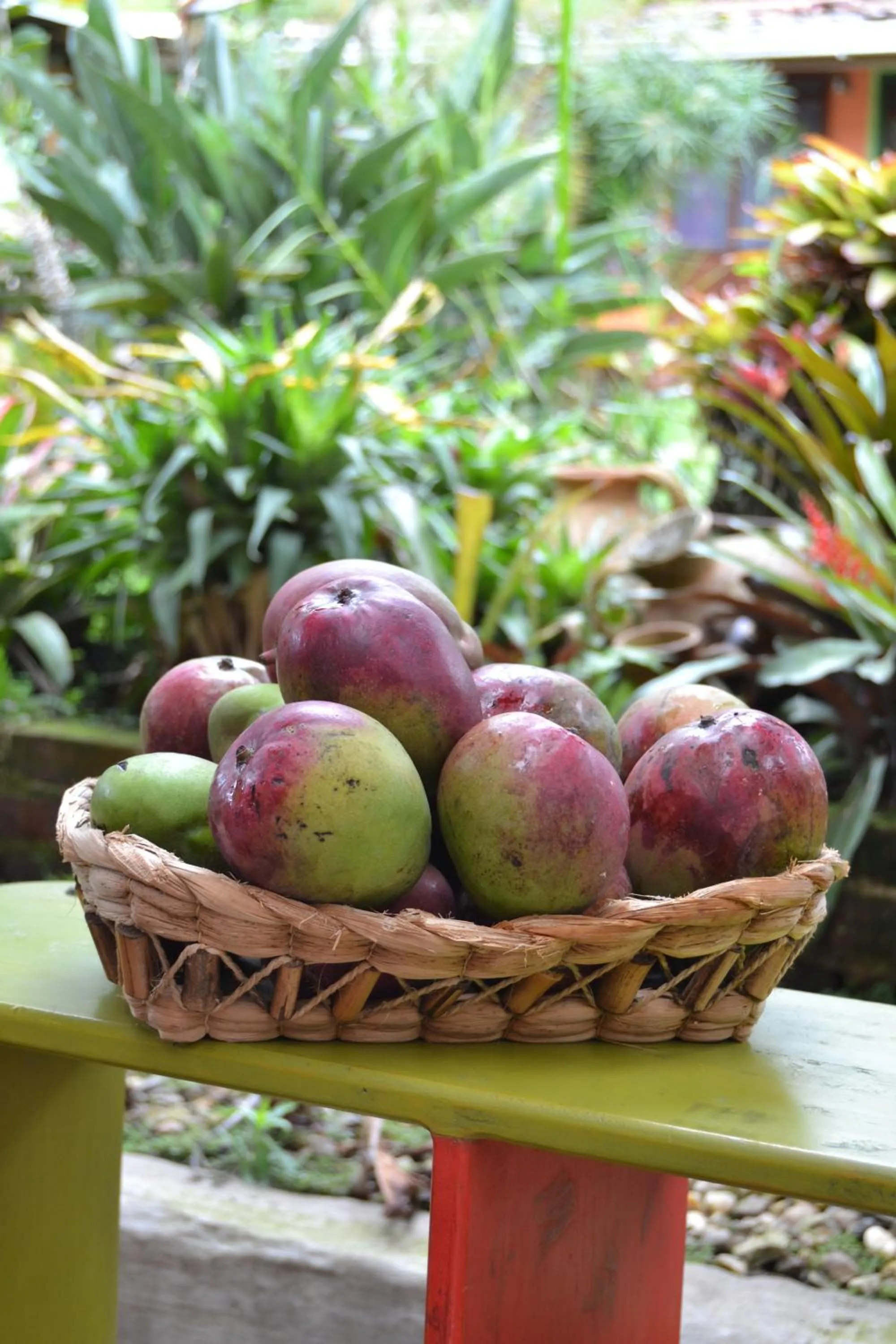 Garden in Posada Las Bromelias