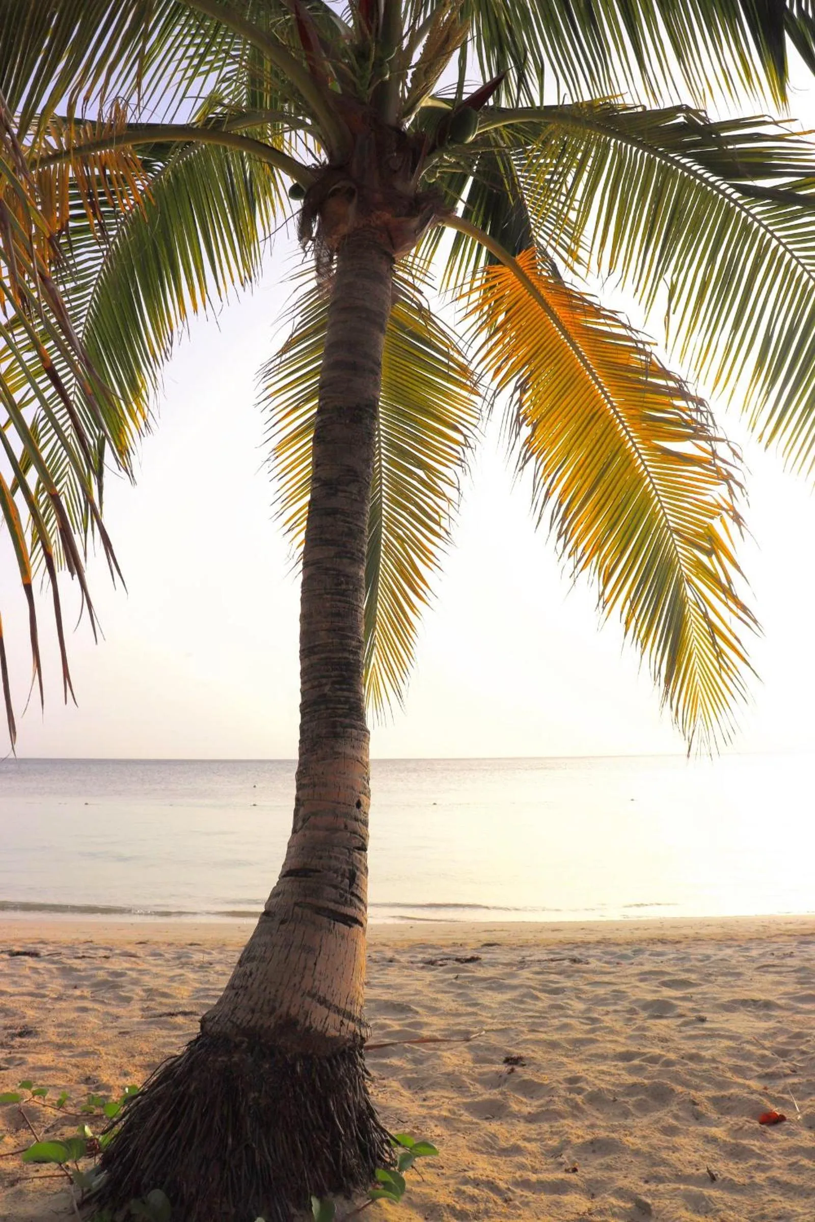 Hotel Posada Seremein ,West Bay ,Roatan