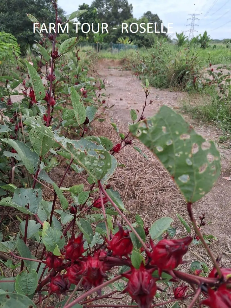 Garden in GLG KLIA Transit House