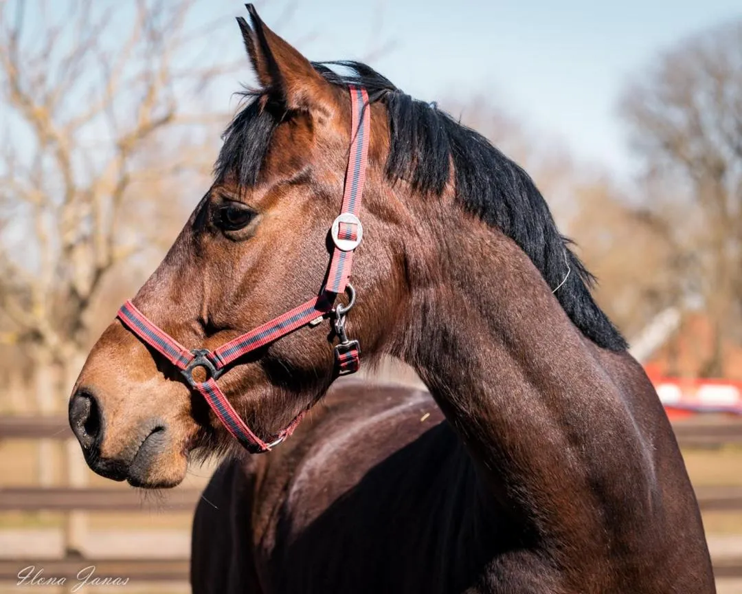 Natural landscape in Pałac Ciekocinko Hotel Resort & Wellness