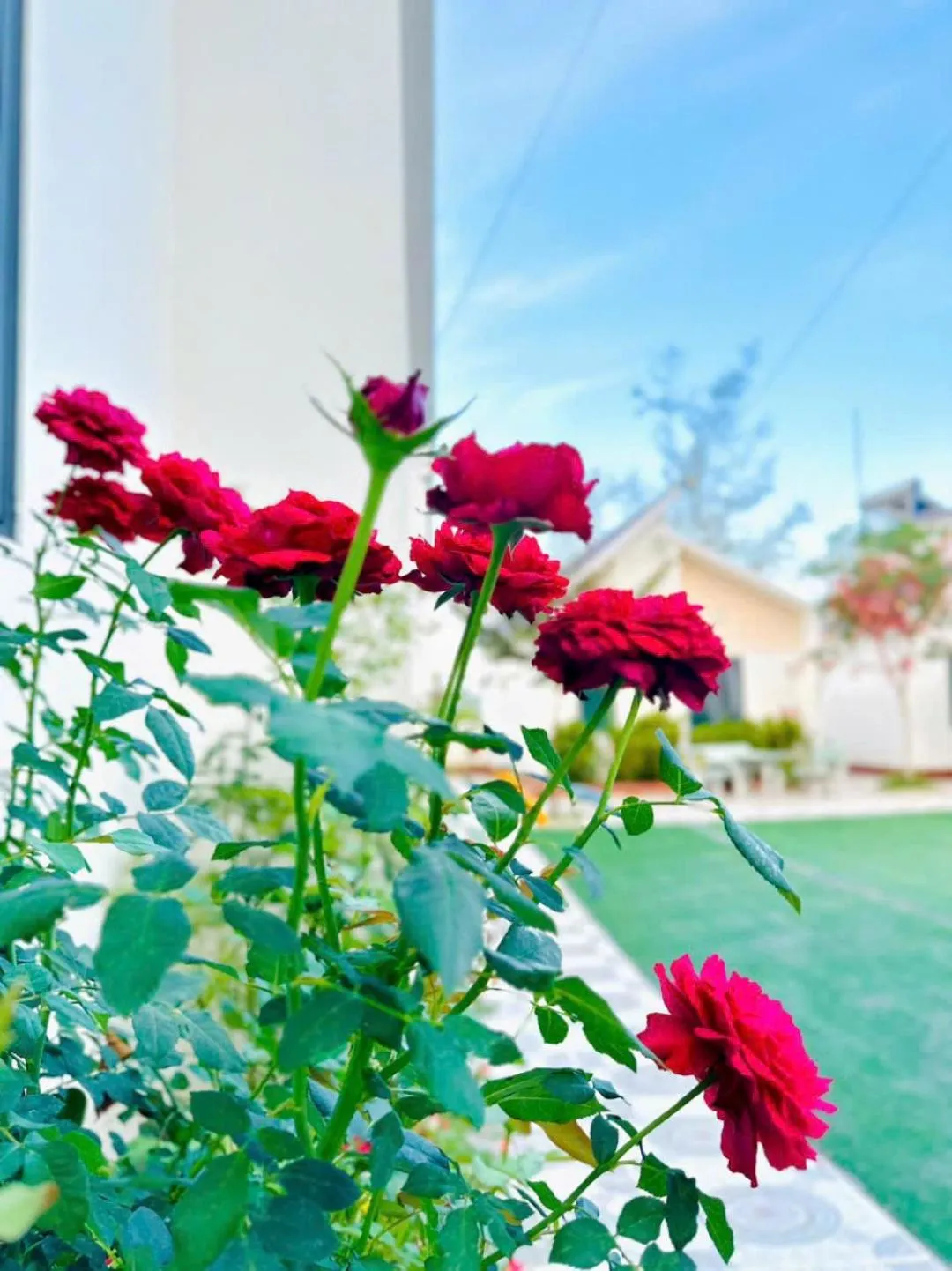 Garden view in ĐAM MÊ HOMESTAY