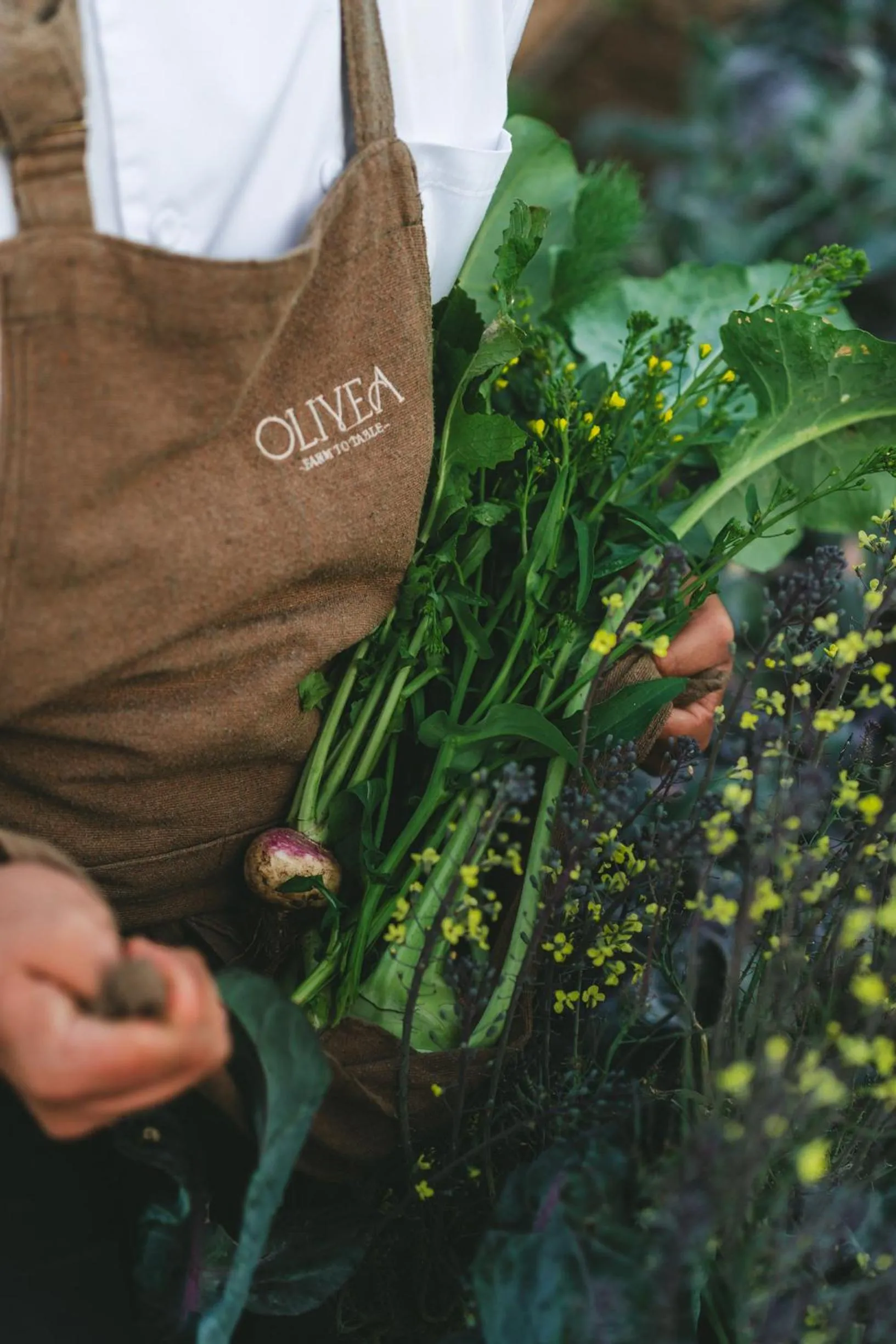 Restaurant/places to eat in Casa Olivea