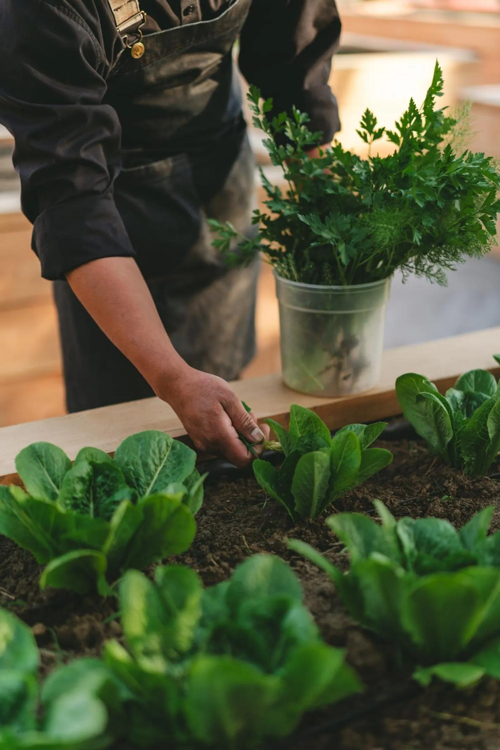 Garden in Casa Olivea