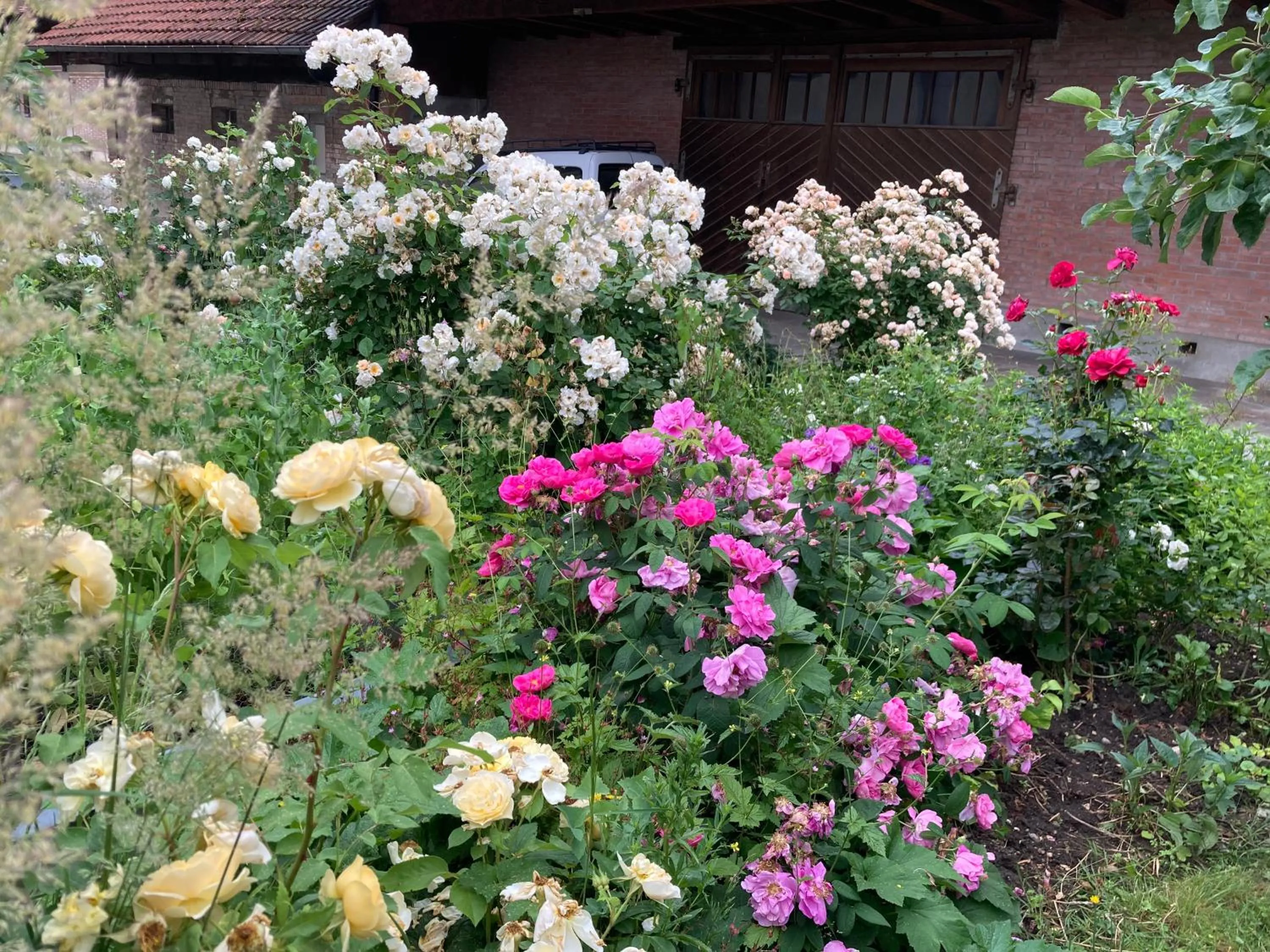 Garden in B&B Perron13