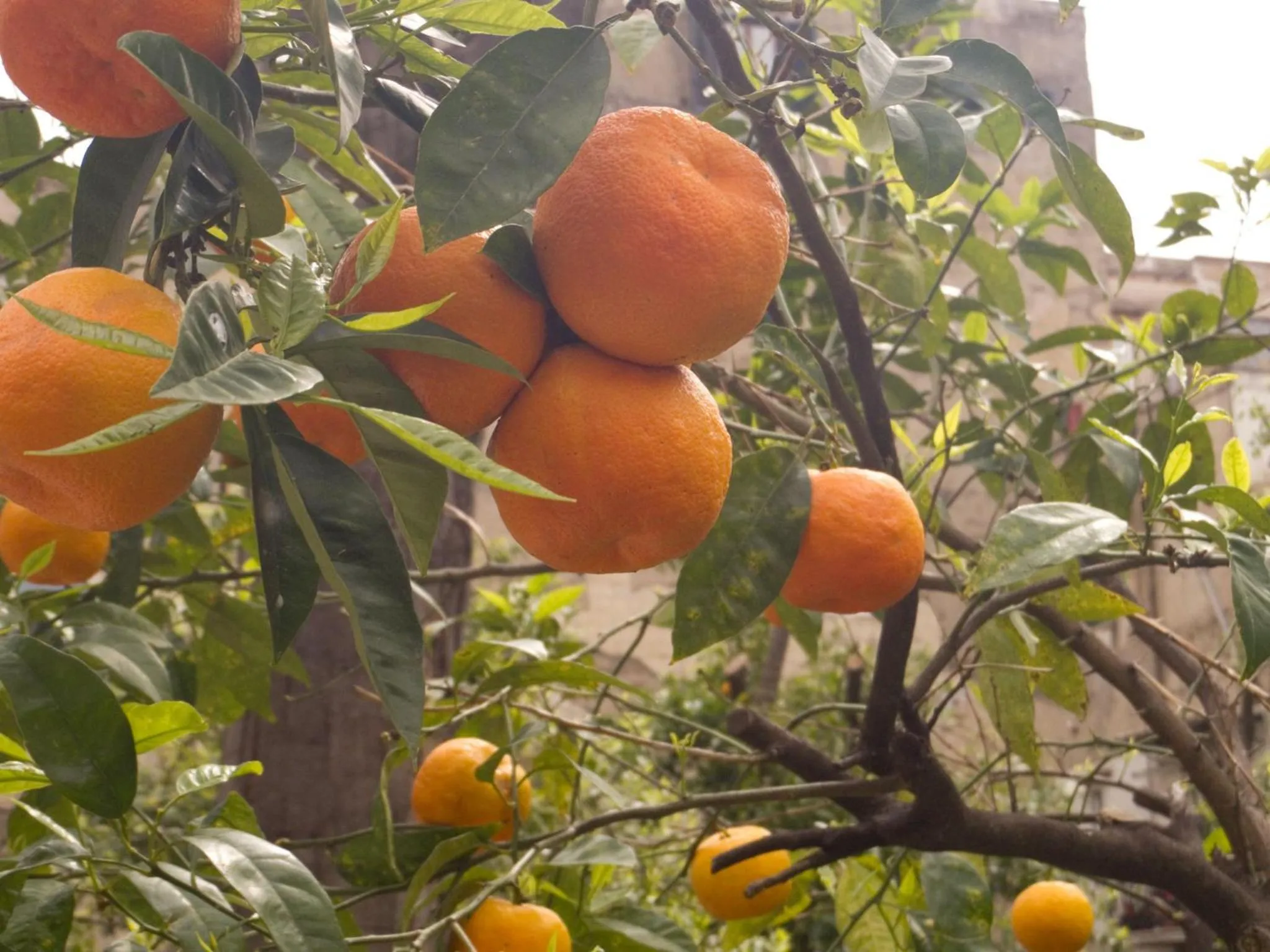 Garden in Il Paradiso di Dante