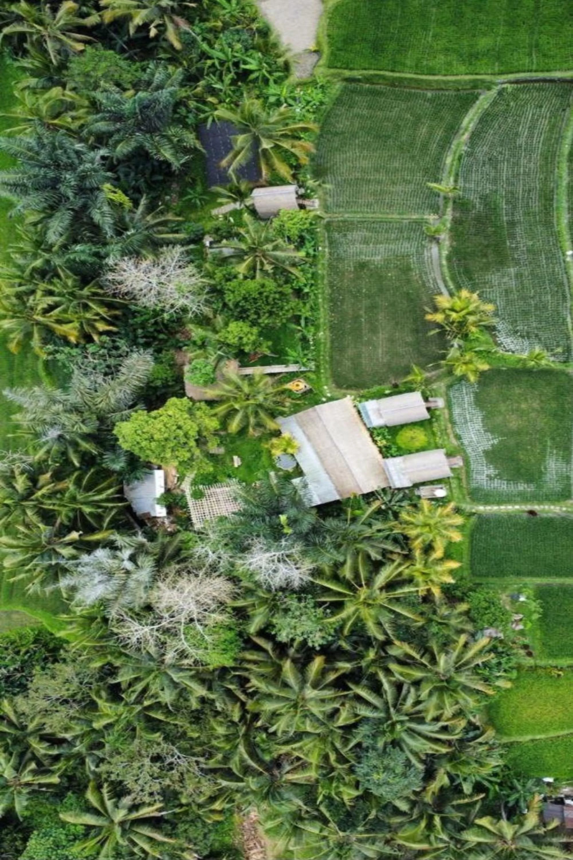 Bird's eye view in Tiny ECO Bamboo Ubud