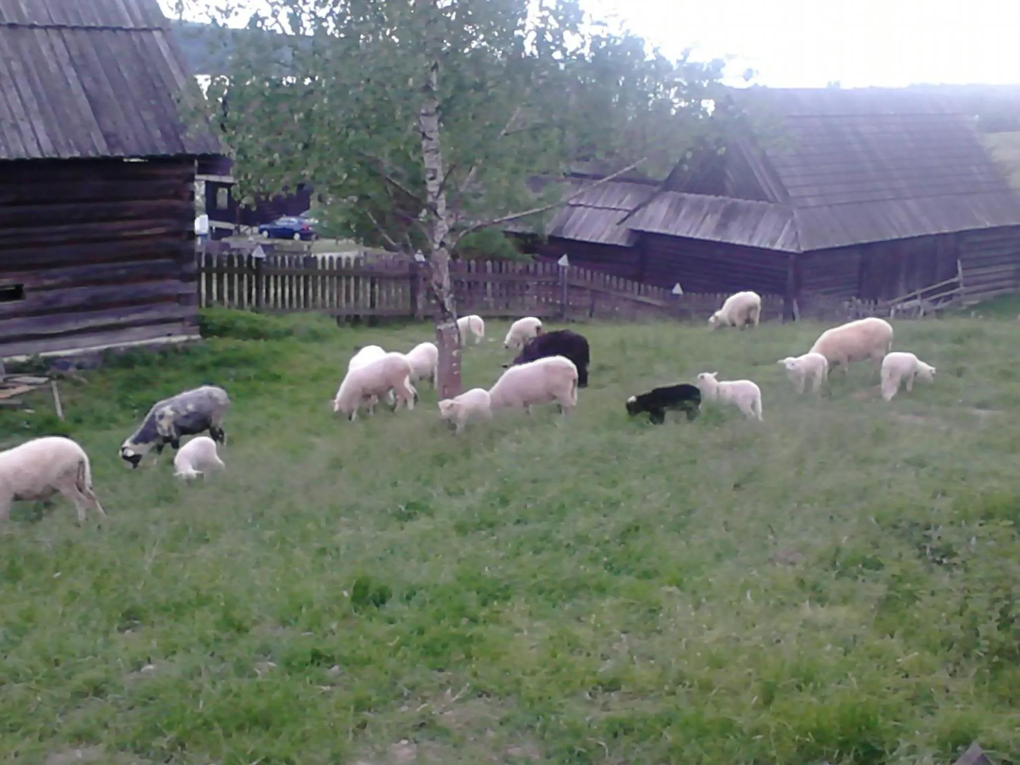 Day in Chatki Qdłatki