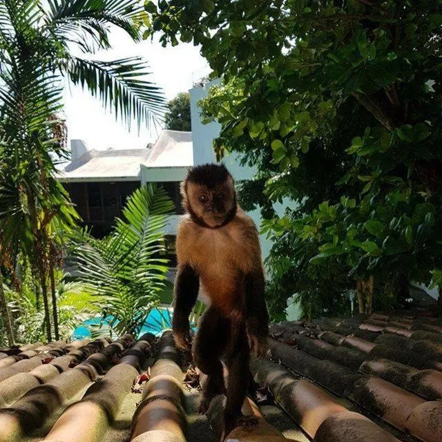 Natural landscape in Les Jardins de Rio Boutique Hotel