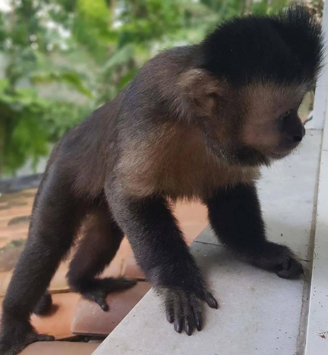 Animals in Les Jardins de Rio Boutique Hotel