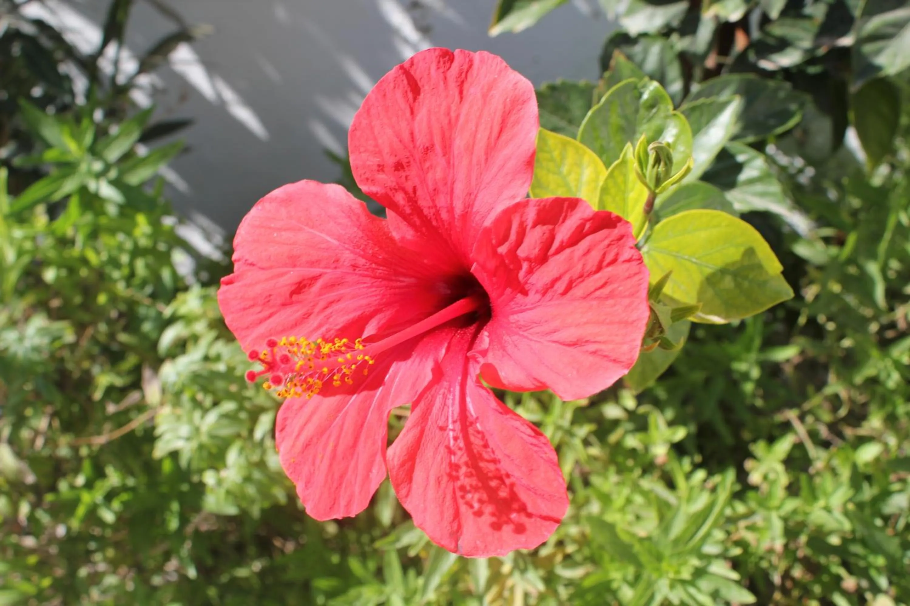 La Maison des Vagues