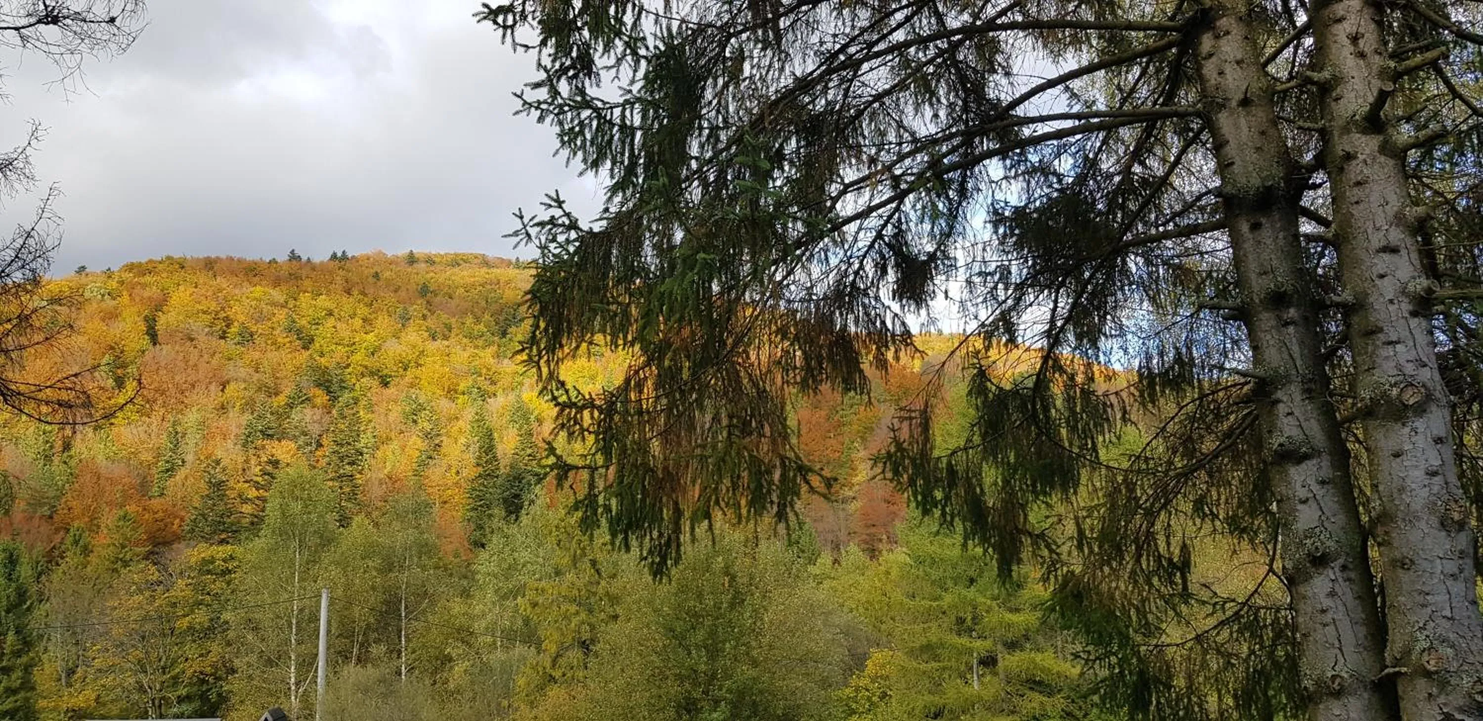 View (from property/room) in Leśne Berdo Przysłup