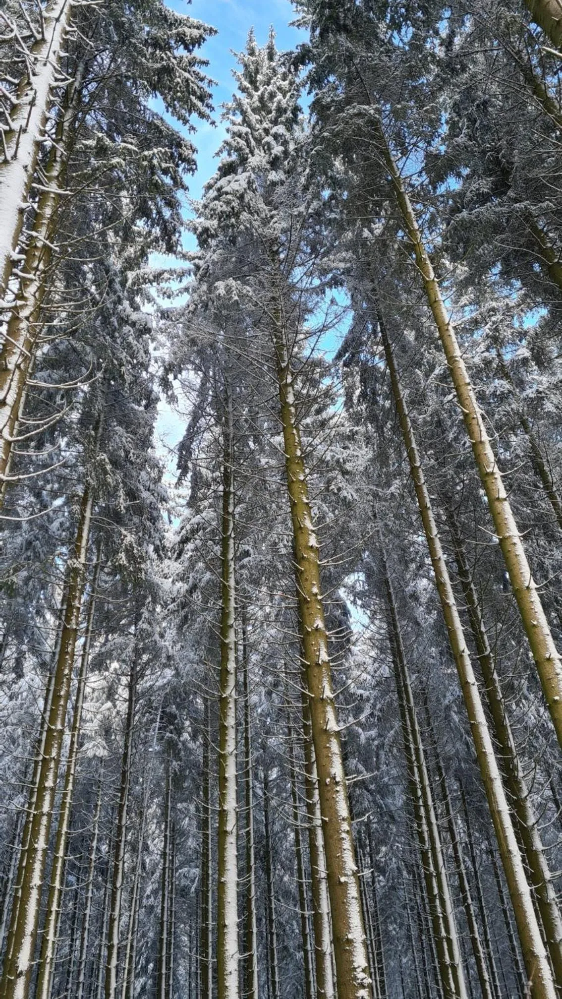 Vakantiehuisje Winterberg