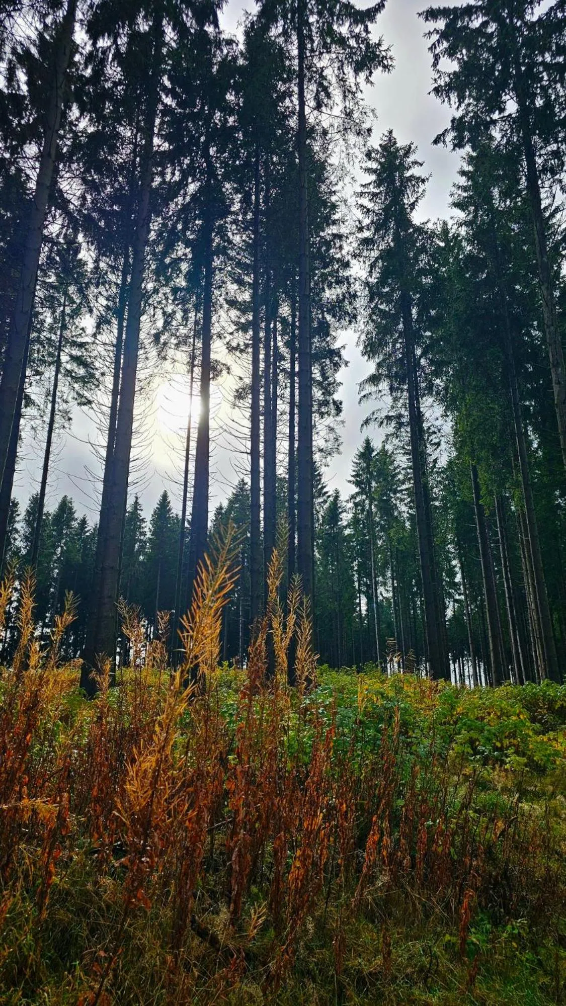 Vakantiehuisje Winterberg