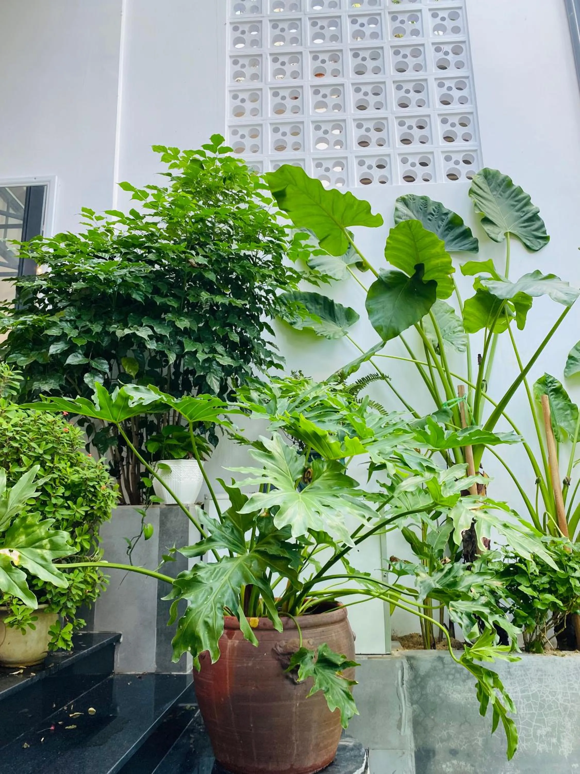 Garden in Romo Homestay