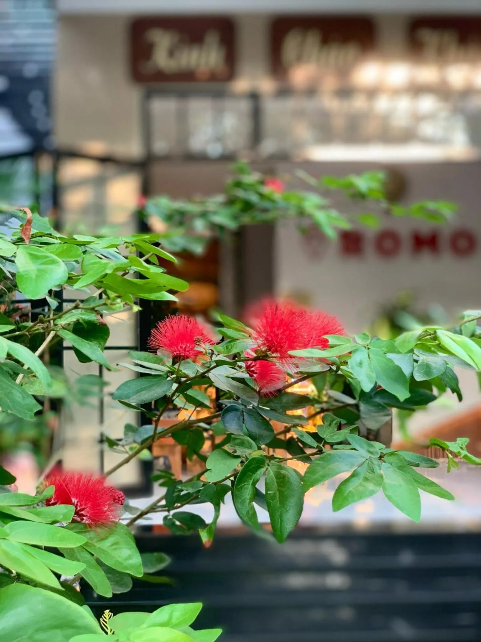 Romo Homestay