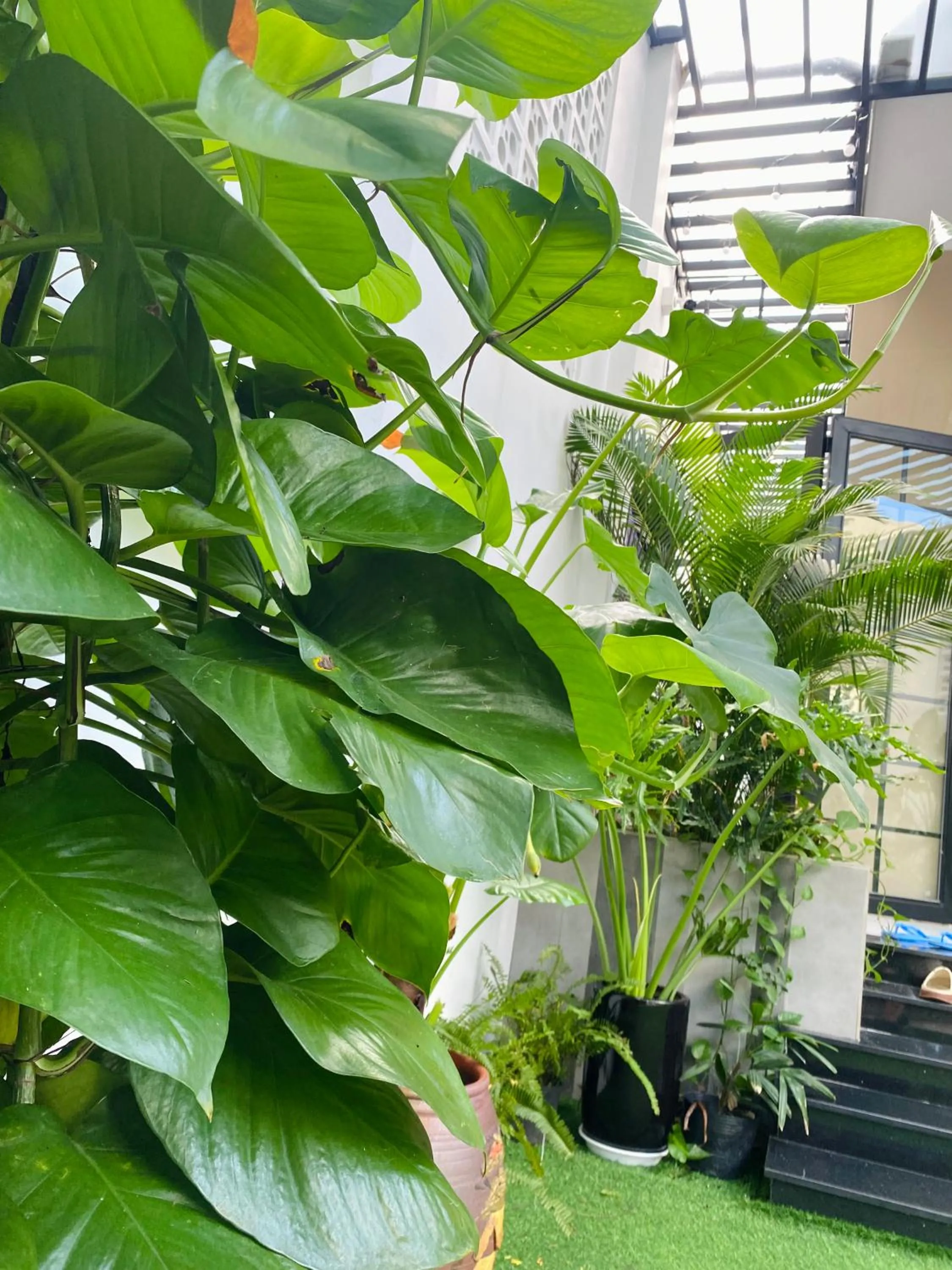 Garden in Romo Homestay