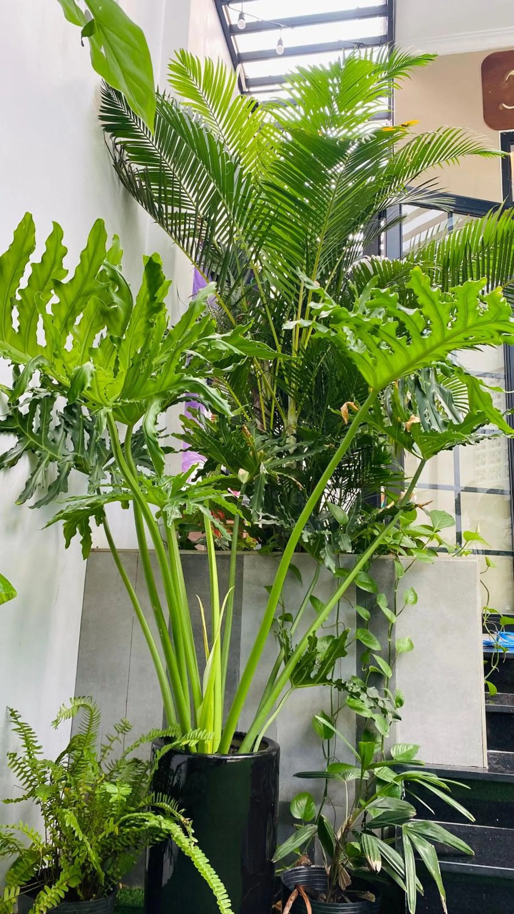 Garden in Romo Homestay