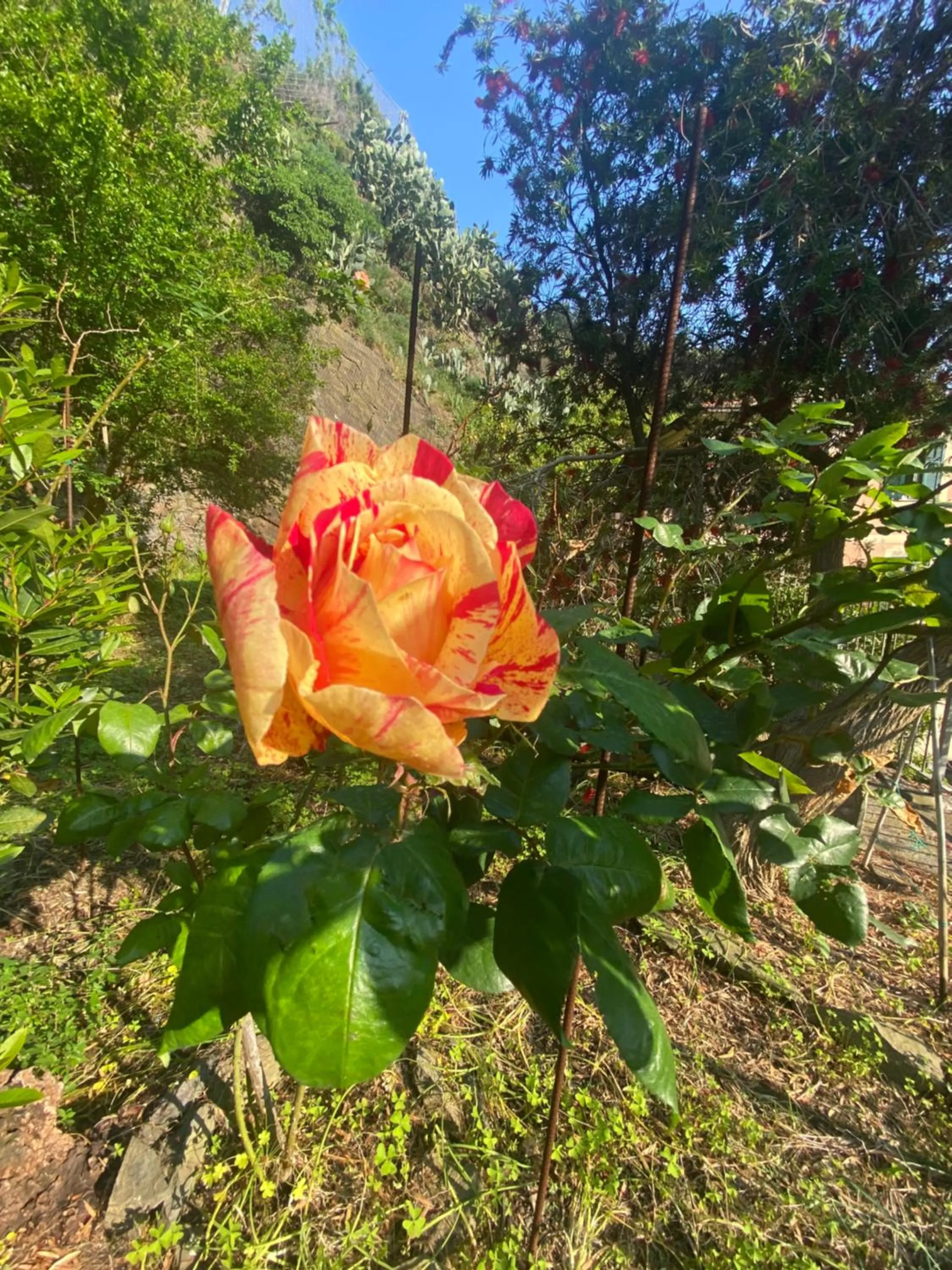 Garden in Pensione Sorriso