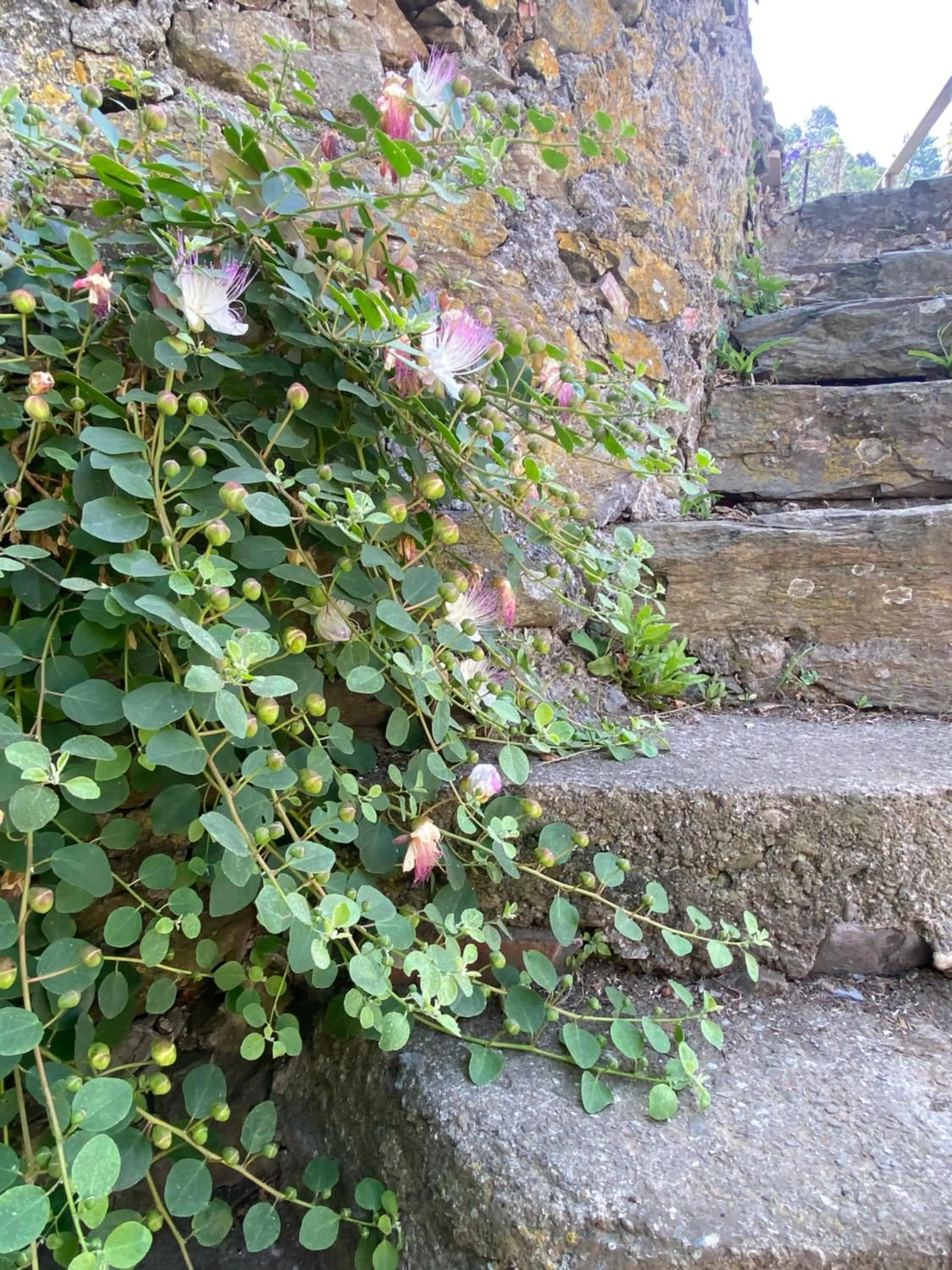 Natural landscape in Pensione Sorriso