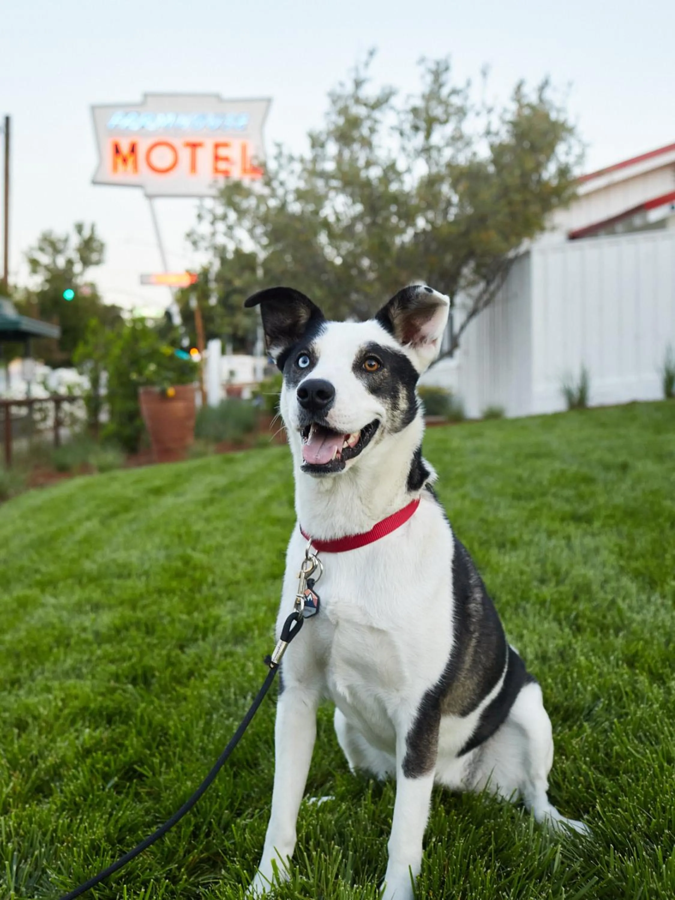 Pets in Farmhouse Paso
