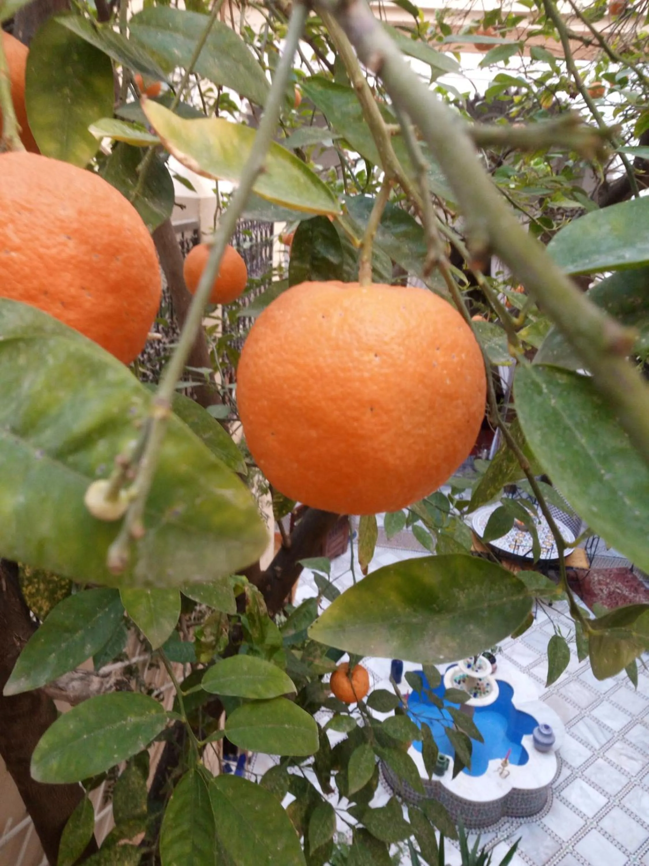 Balcony/Terrace in Riad Letchina