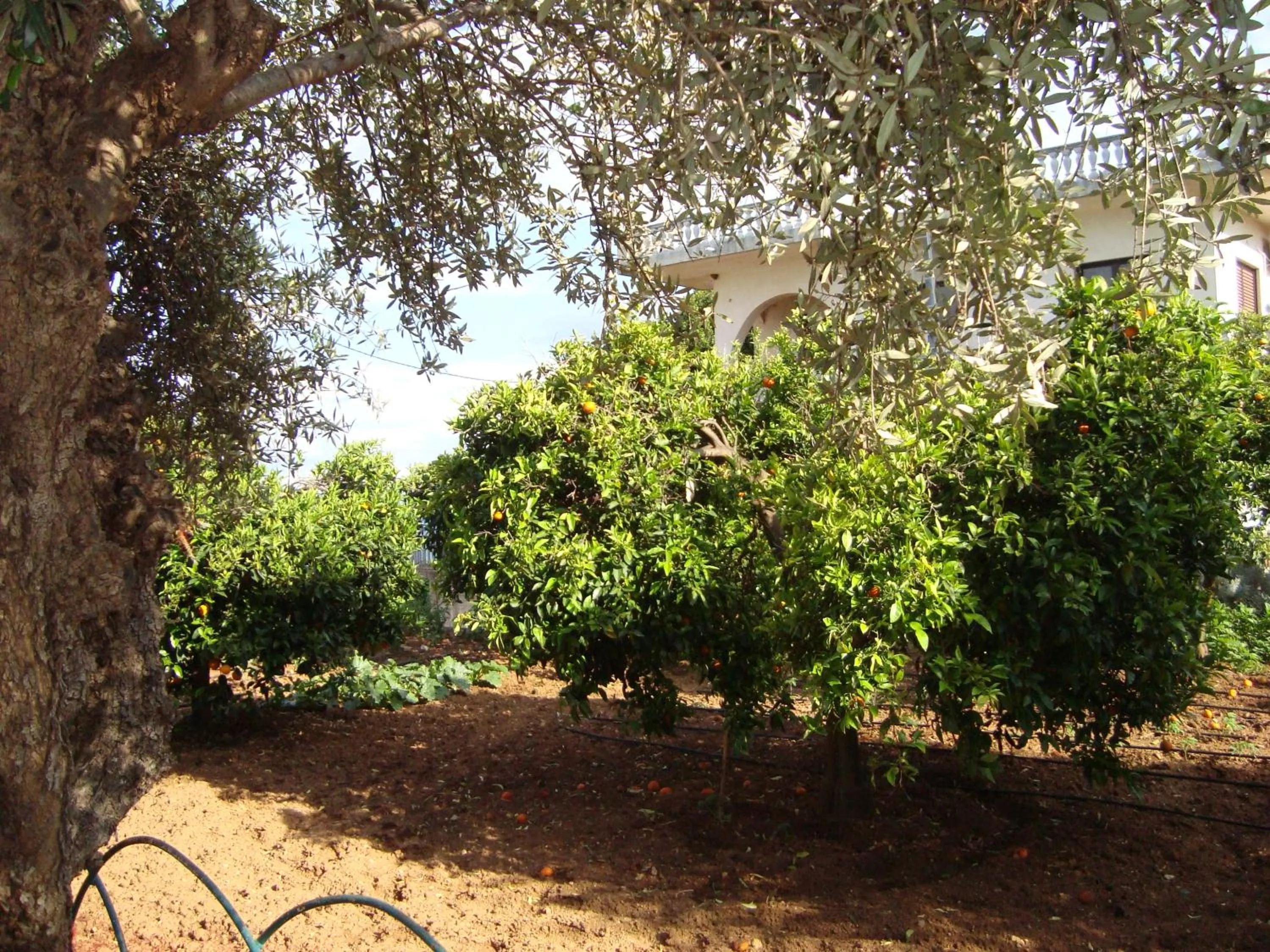 Garden in George's Apartments