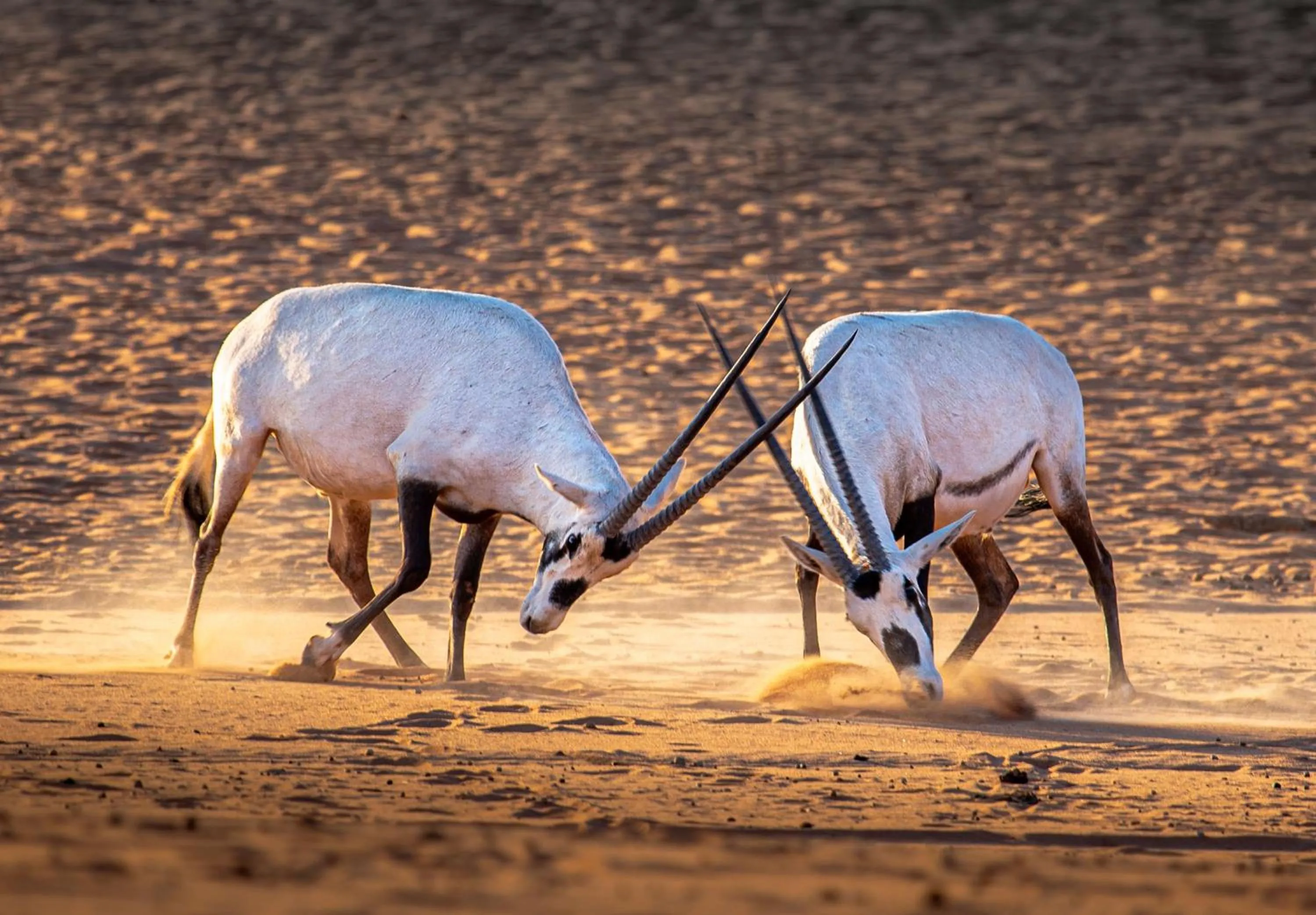 Nearby landmark in Nofa Riyadh, A Radisson Collection Resort