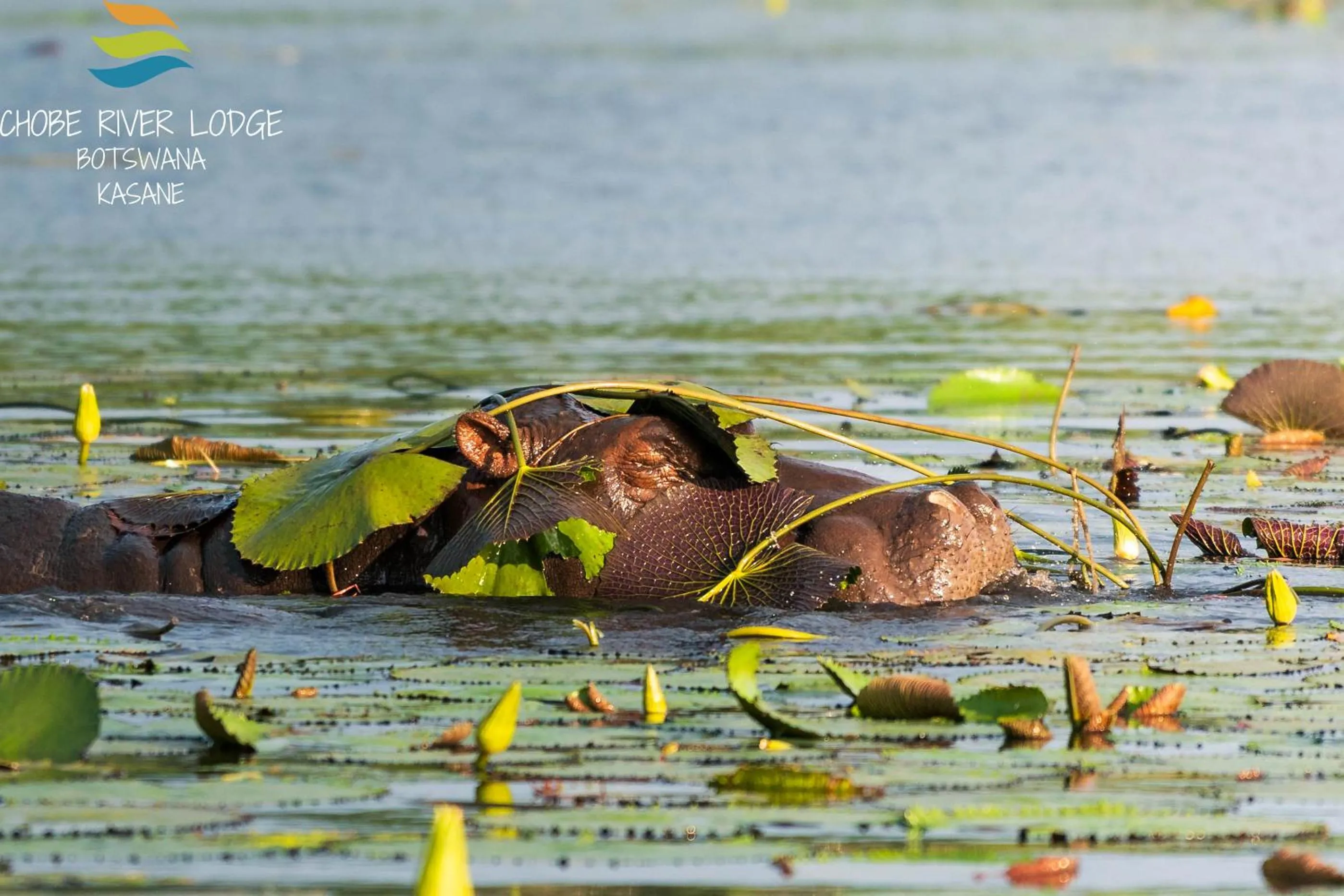 Activities in Chobe River Lodge