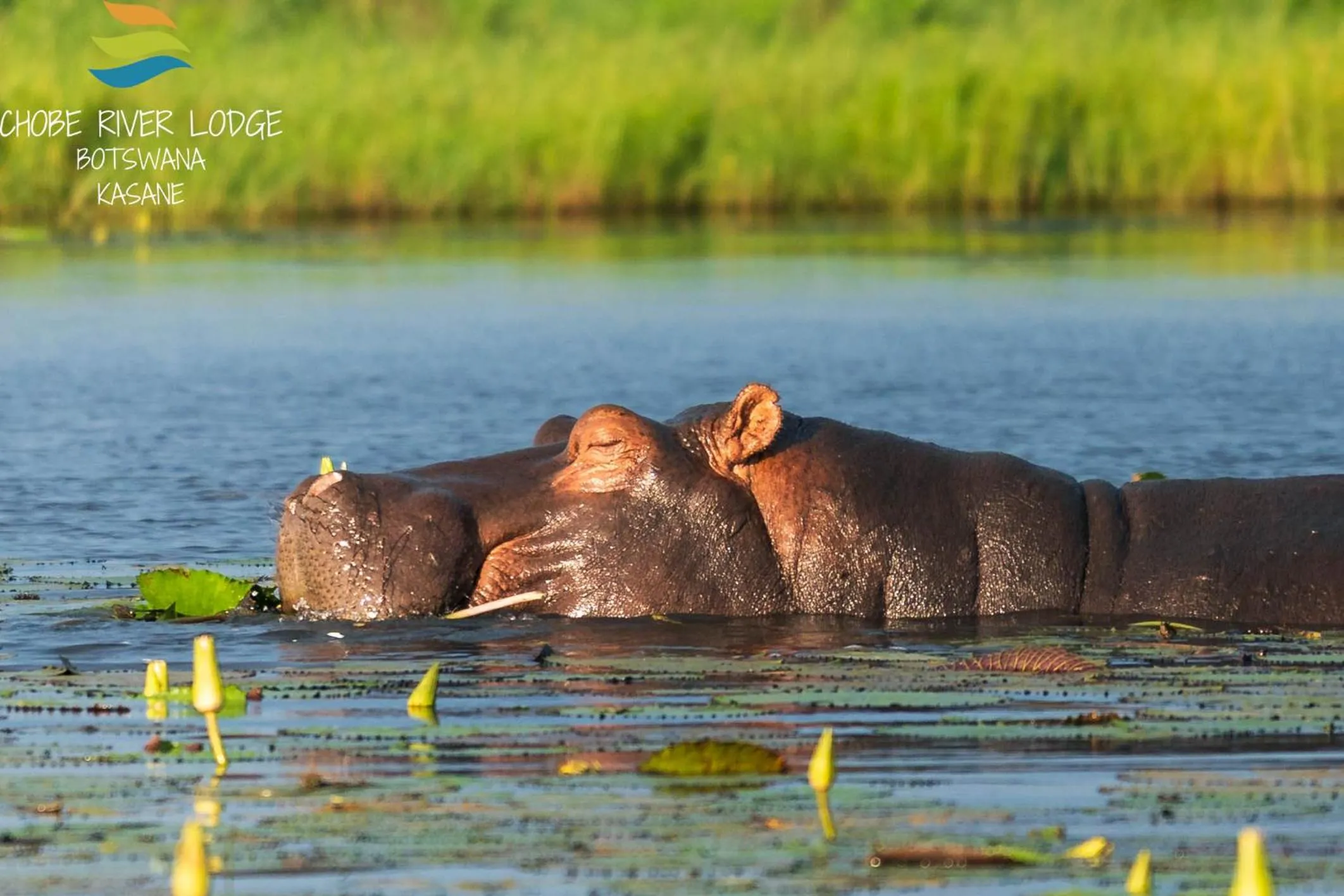 Activities in Chobe River Lodge