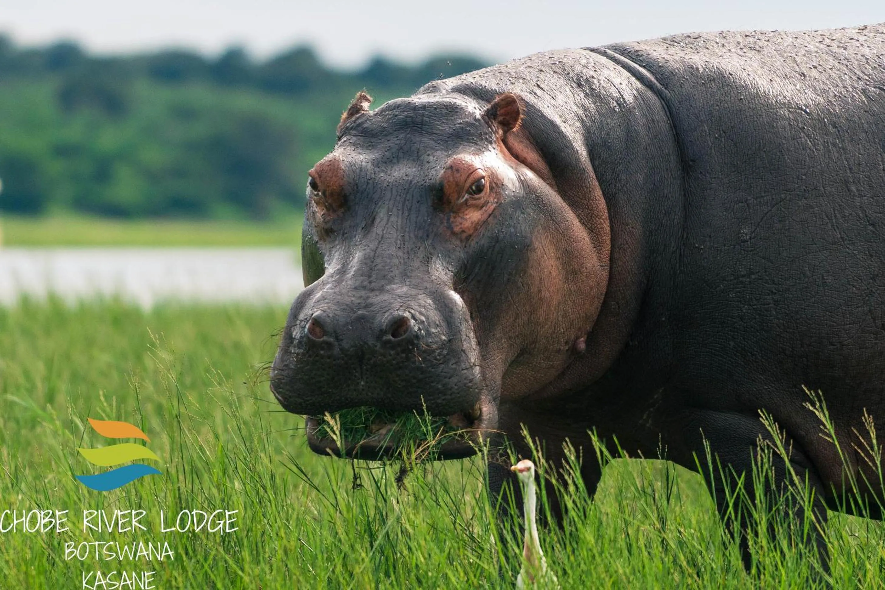 Activities in Chobe River Lodge