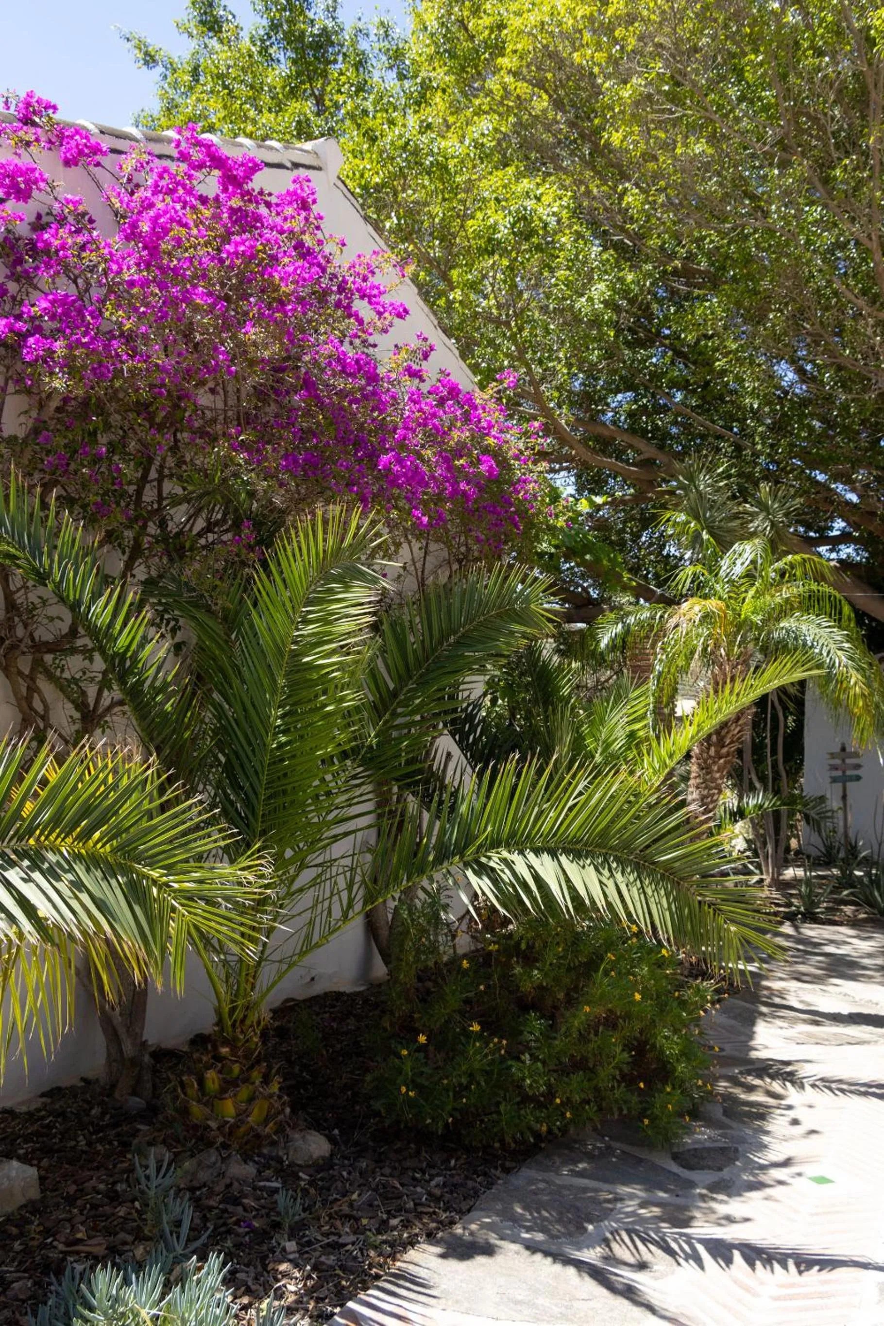 Garden in La Casa del Burro