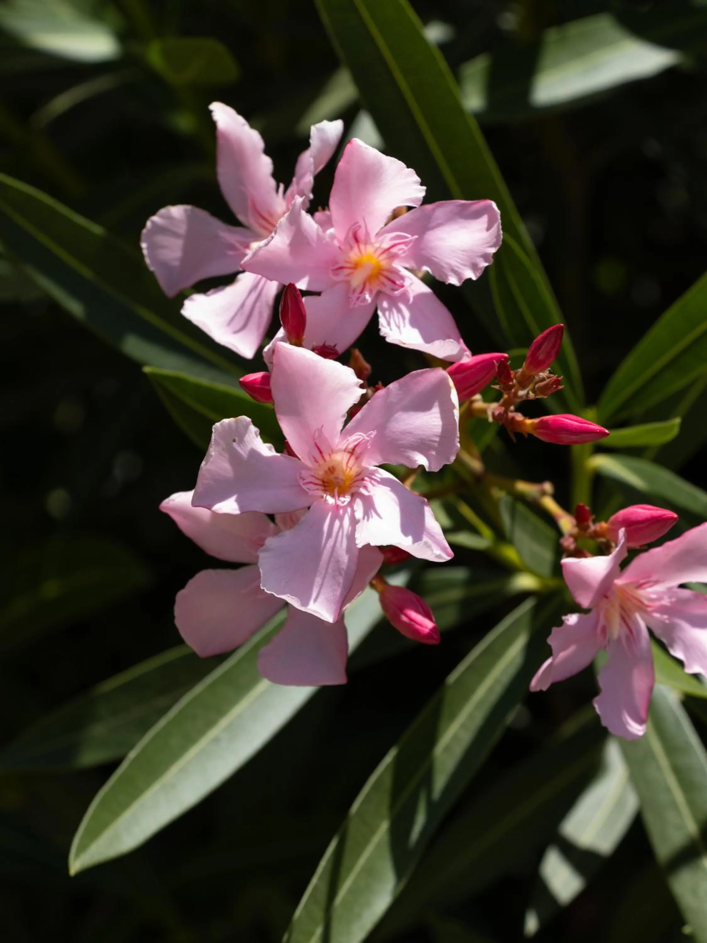 Garden view in La Casa del Burro